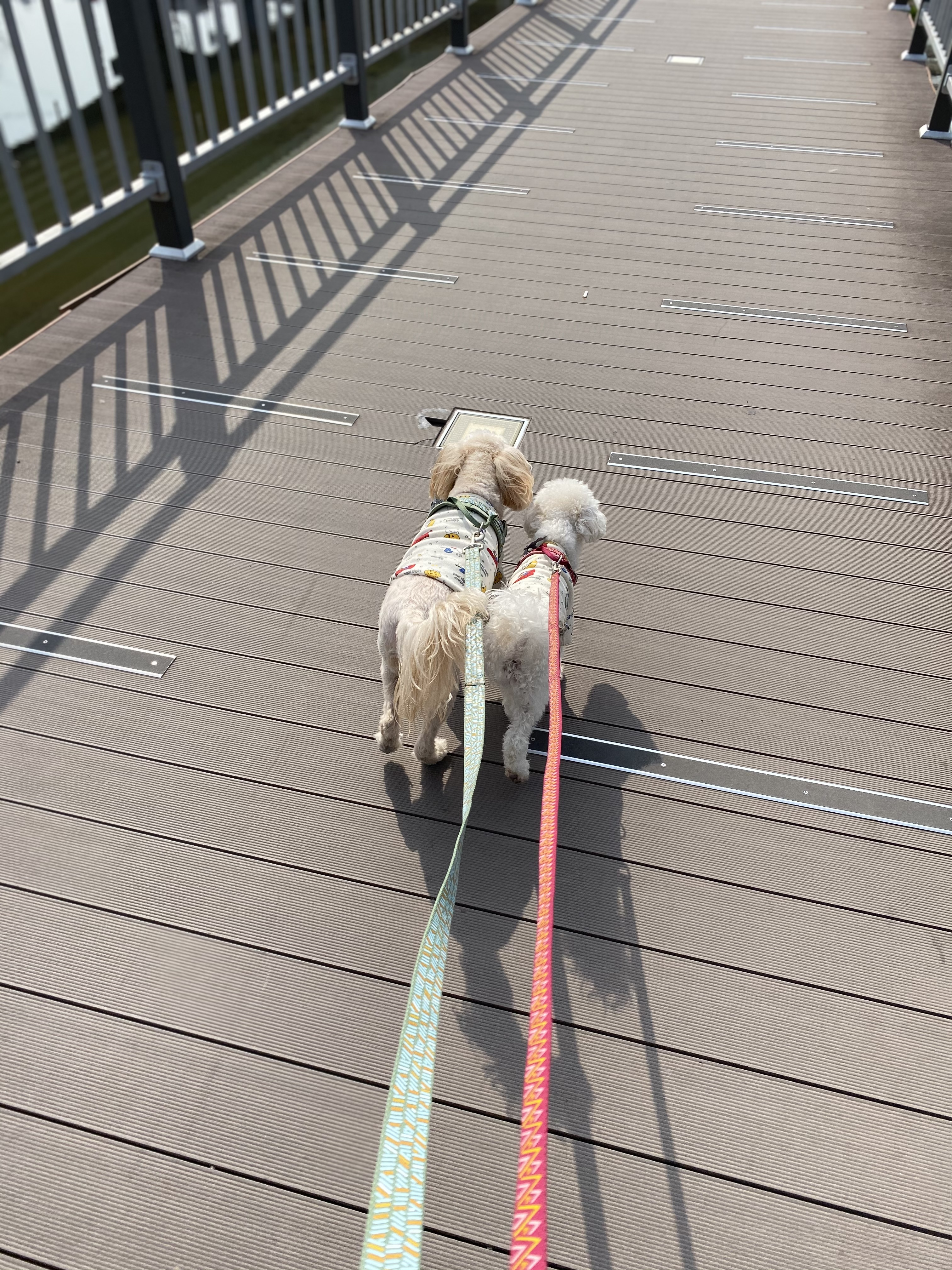 행복이(똘이)입양4년, 미미(미나리)입양2년 되었어요