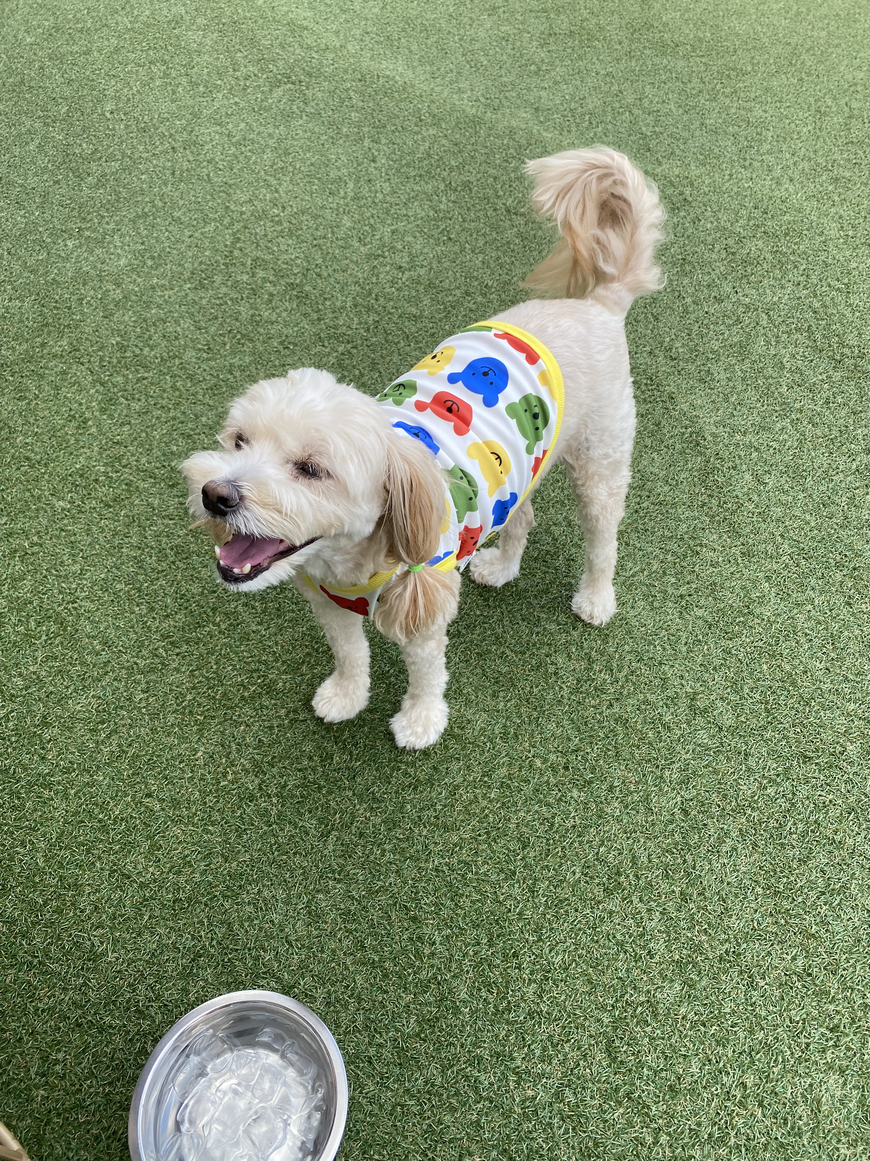 행복이(똘이)입양4년, 미미(미나리)입양2년 되었어요