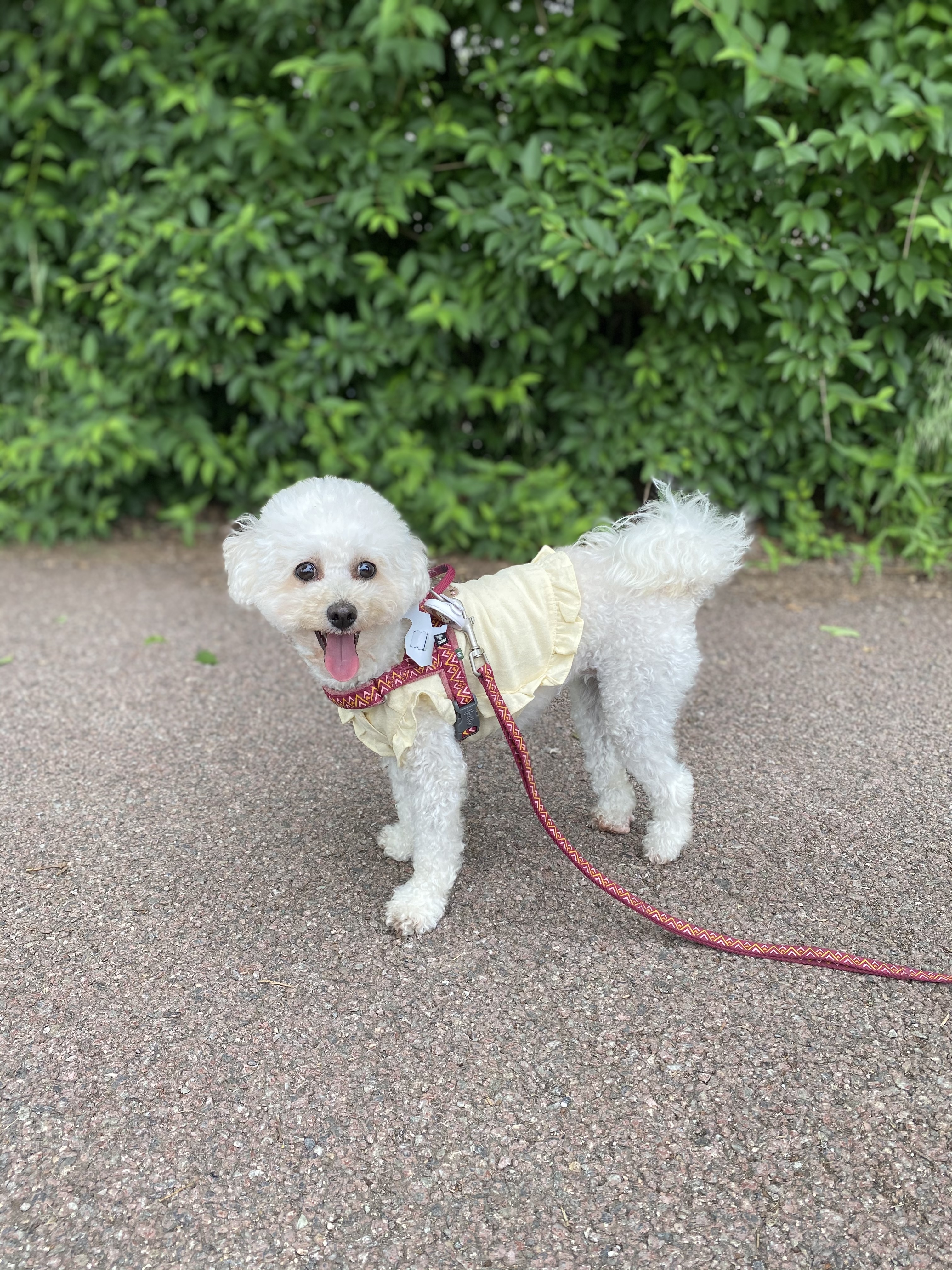 행복이(똘이)입양4년, 미미(미나리)입양2년 되었어요