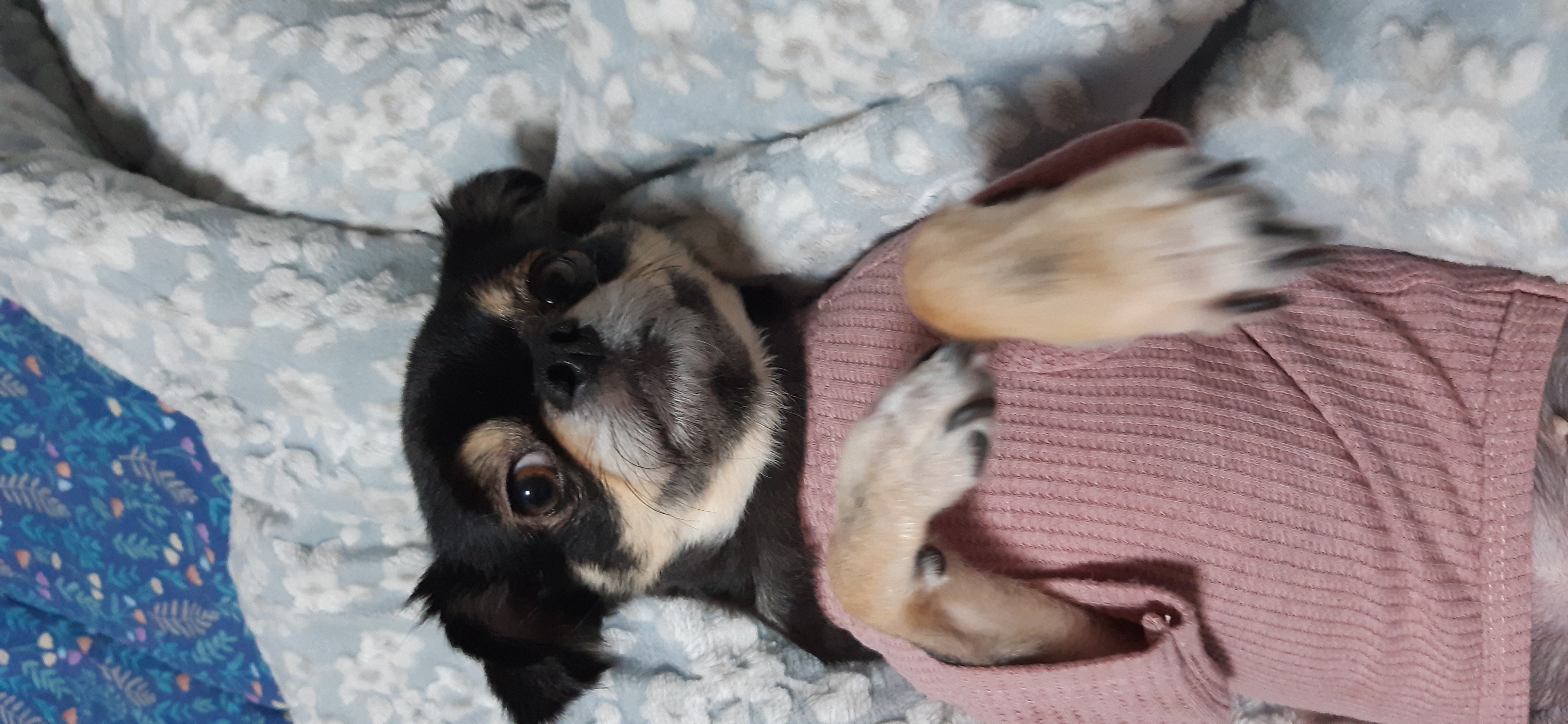 평택 치와와 칸쵸 잘 지내고 있어요~~^