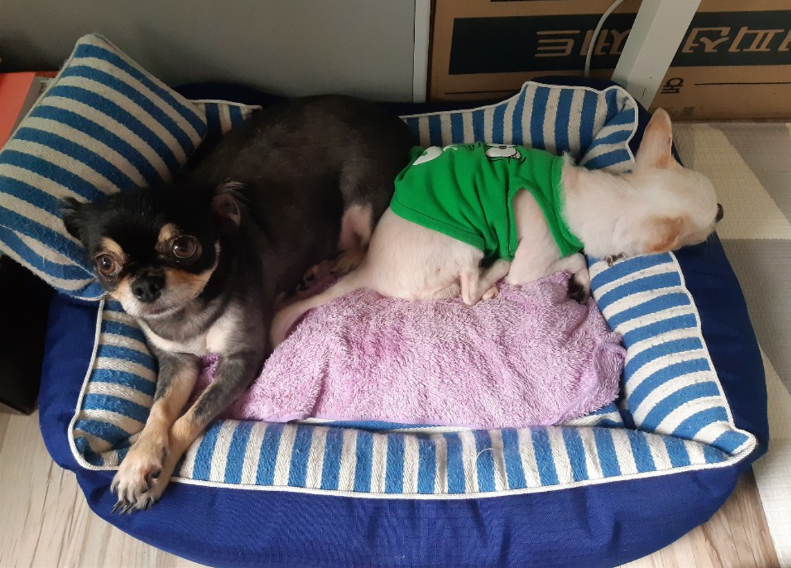 평택 치와와 칸쵸 잘 지내고 있어요~~^