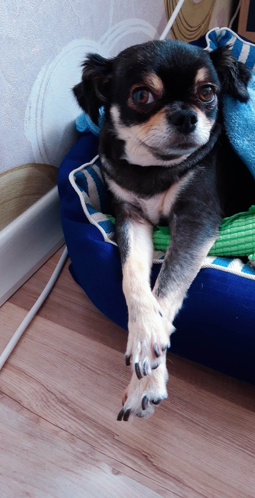 평택 치와와 칸쵸 잘 지내고 있어요~~^