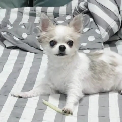 평택 치와와 도치 (택이) 입양 후기입니다.