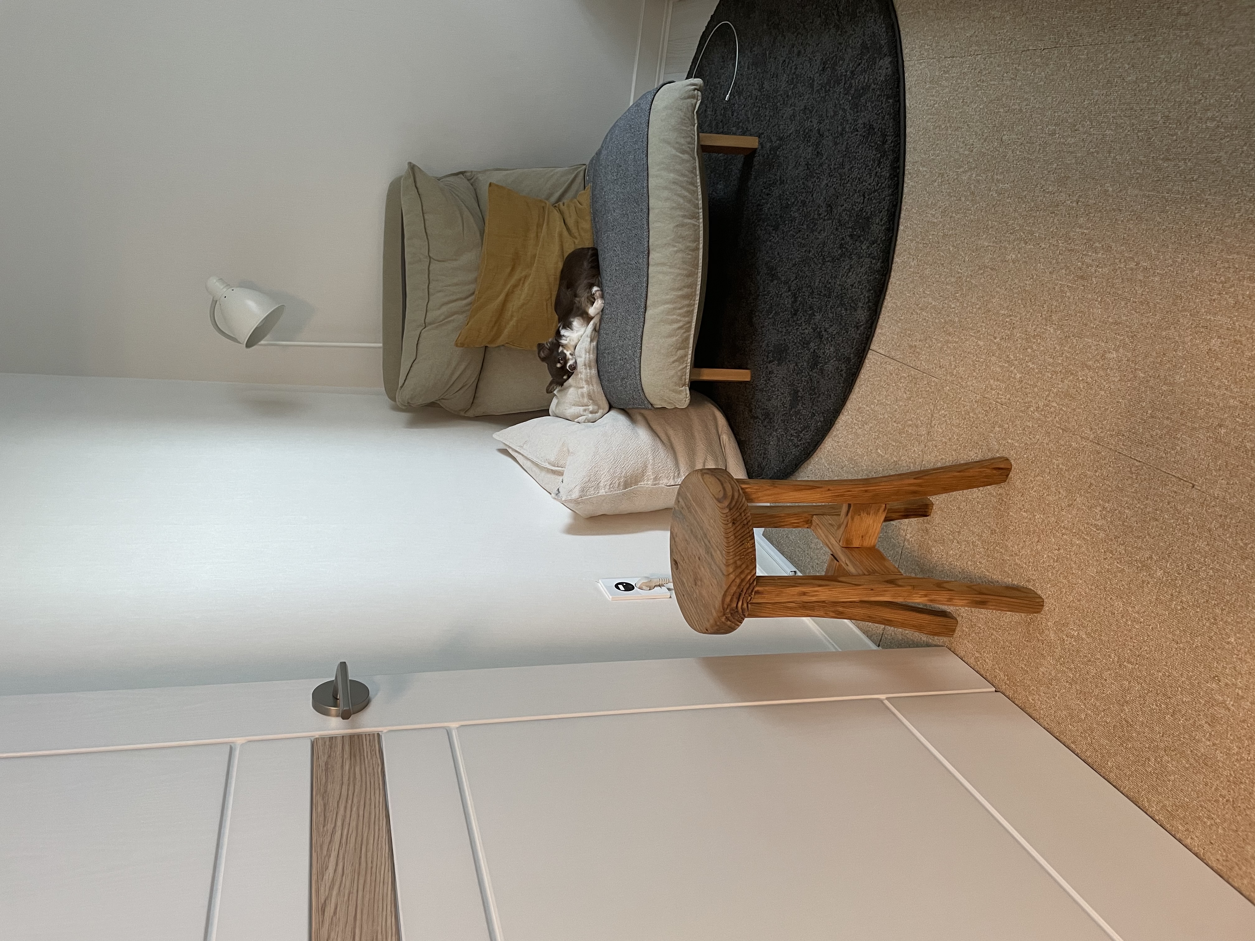 평택치와와 조이(구 사치) 입양후기 전해요 :) 