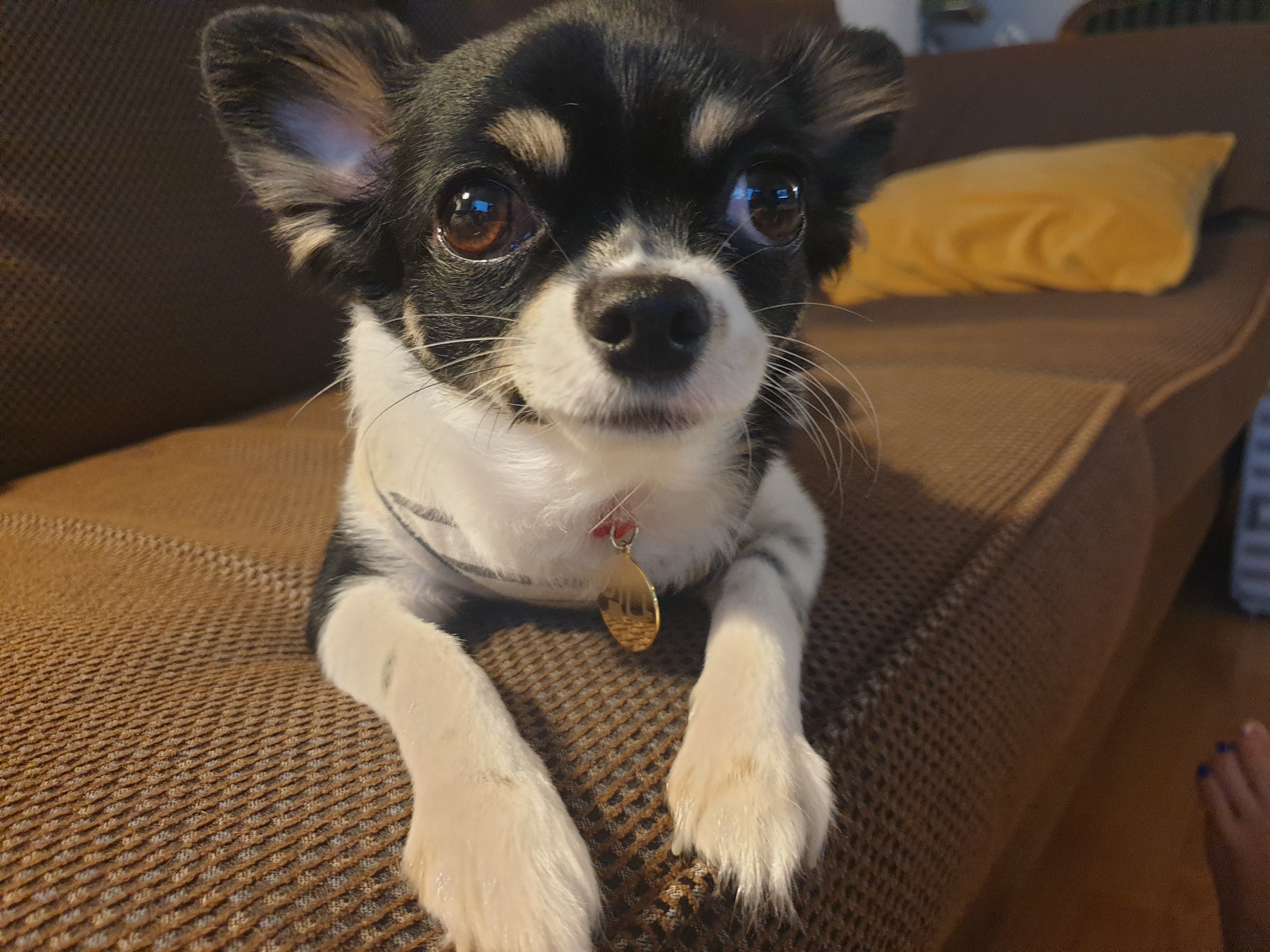 오몬이 빛나입니다