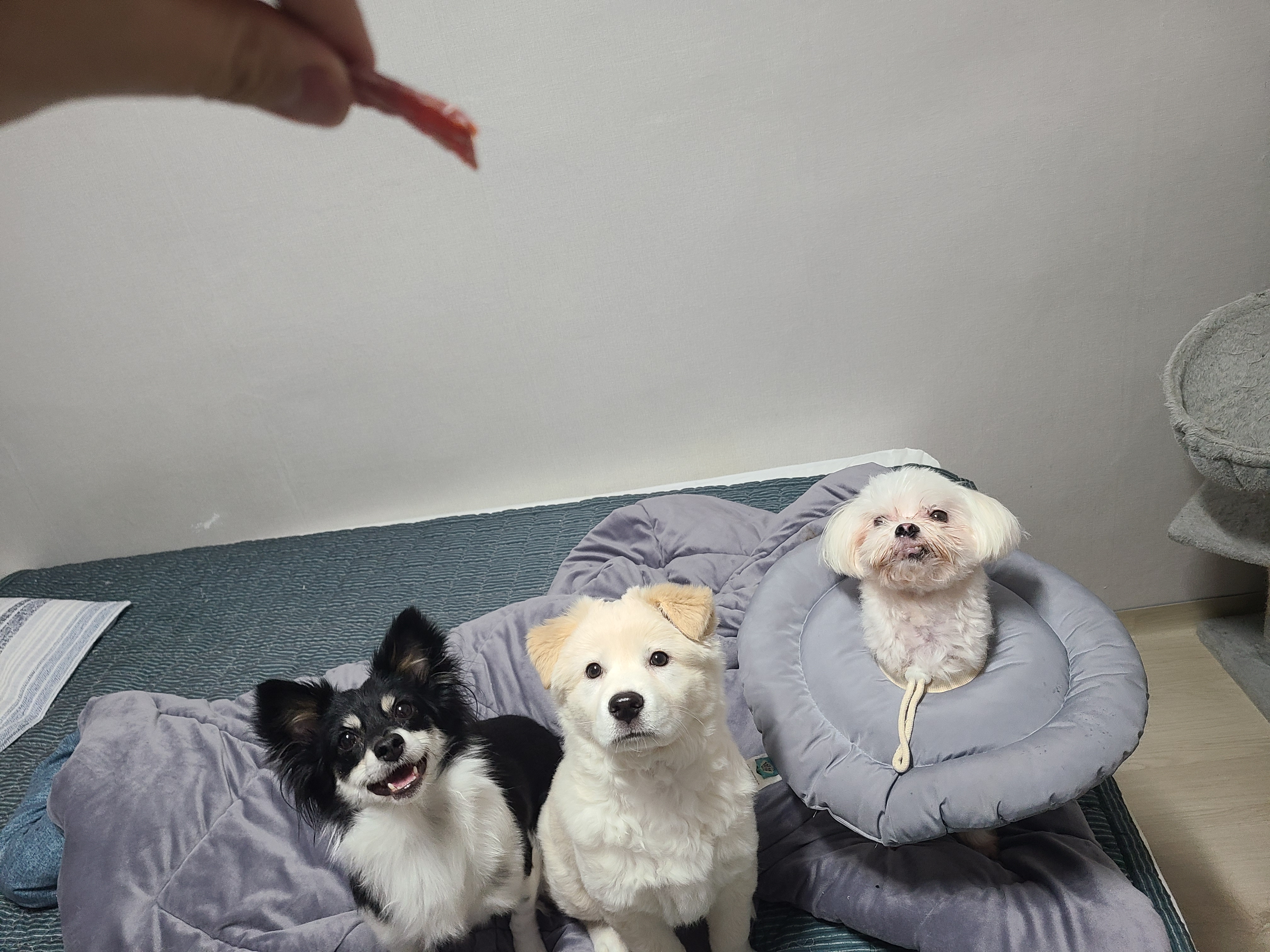 반짝이와 함께한지 1년 8개월~