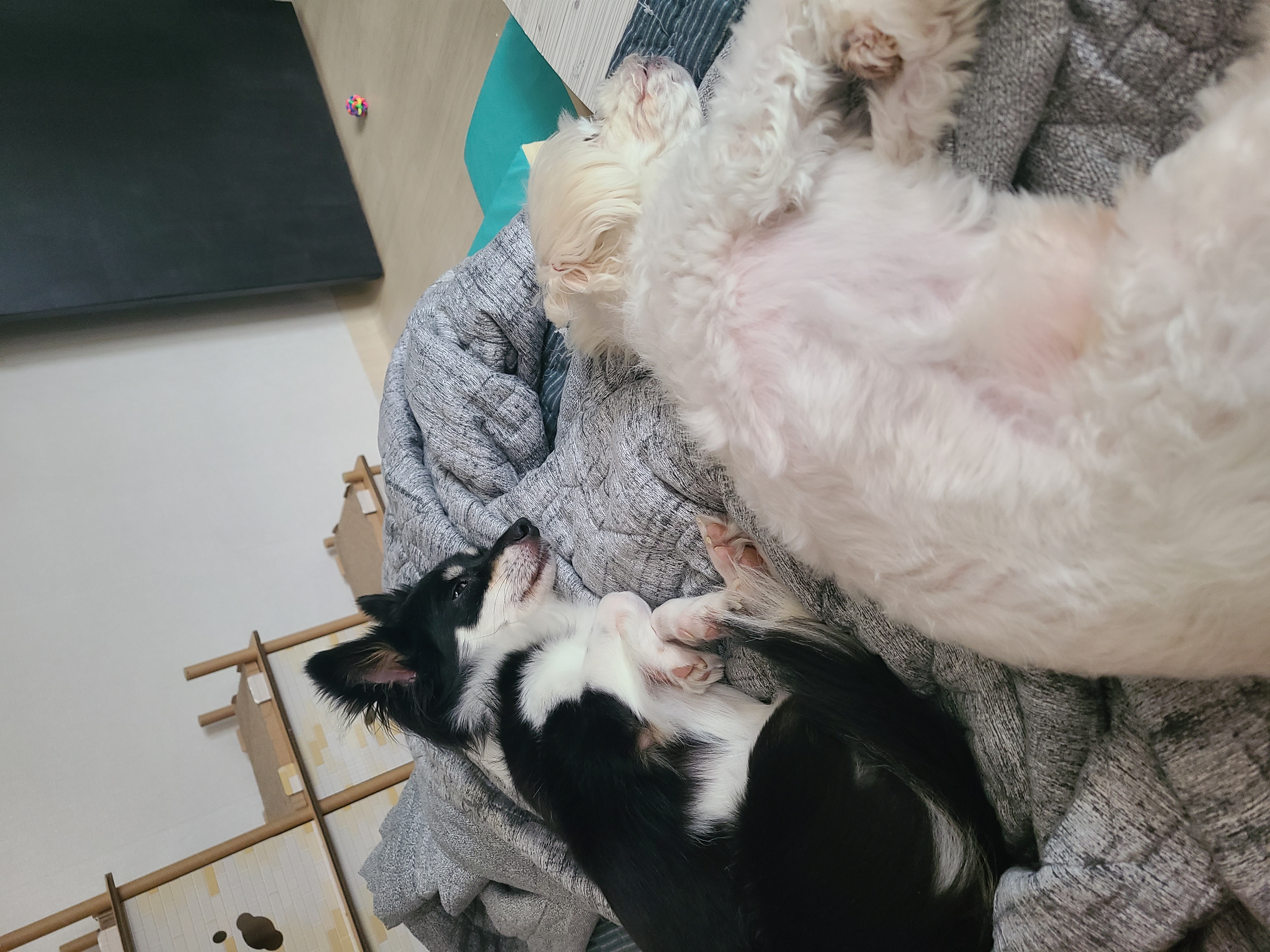반짝이와 함께한지 1년 8개월~