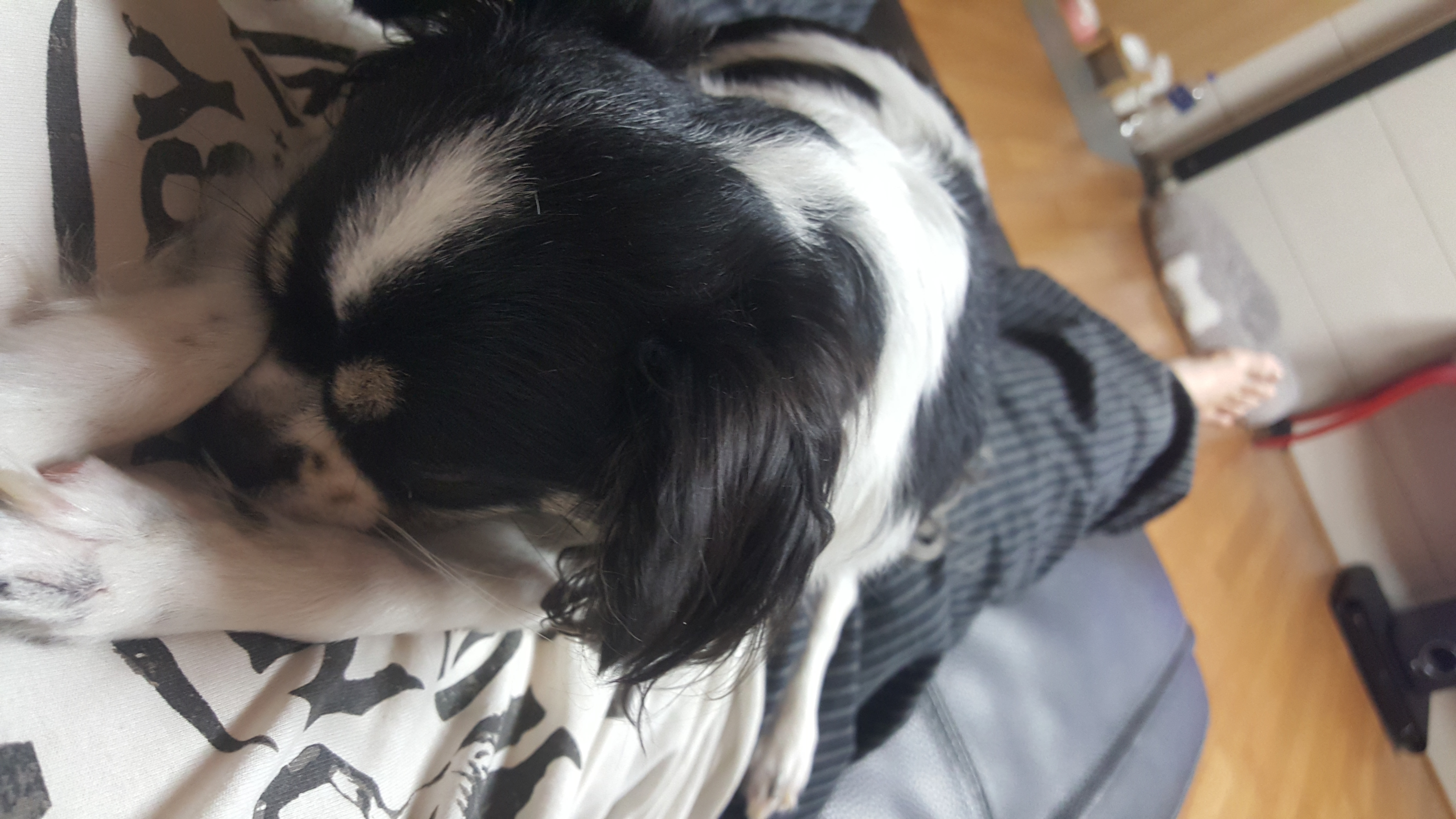 달리(칠몬이)가 훌쩍 1년이 넘었어요