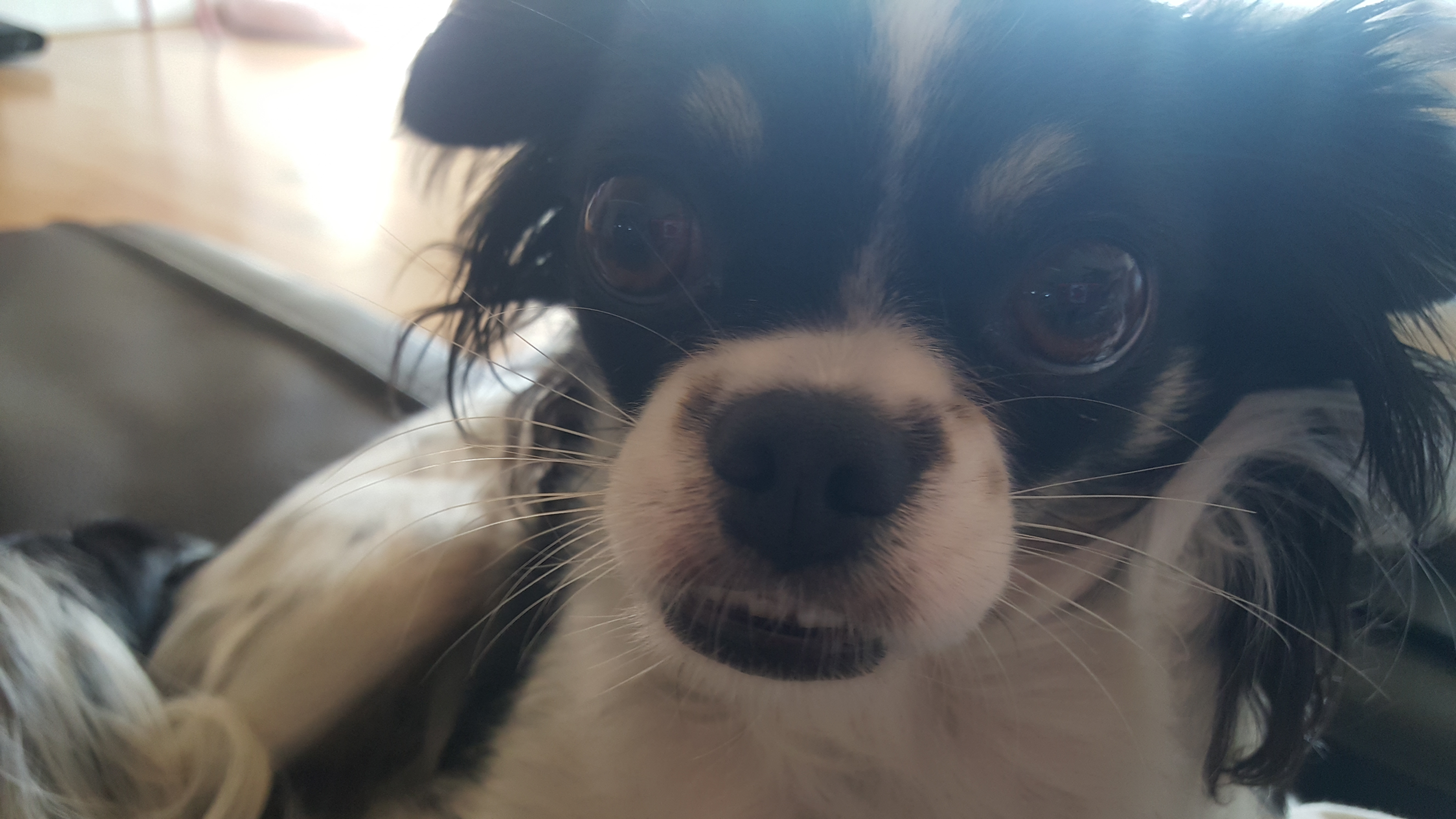 달리(칠몬이)가 훌쩍 1년이 넘었어요