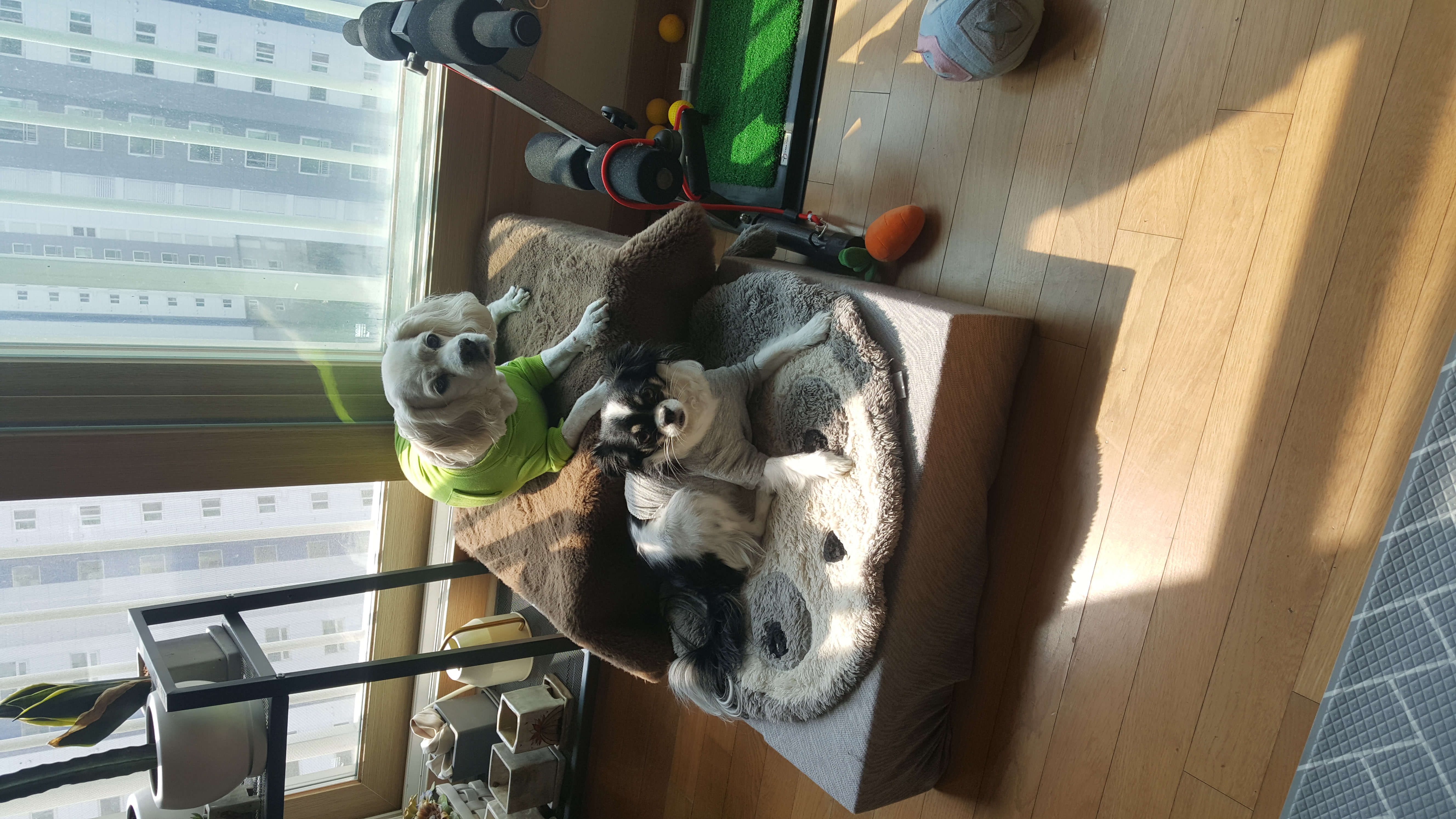 달리(칠몬이)가 훌쩍 1년이 넘었어요