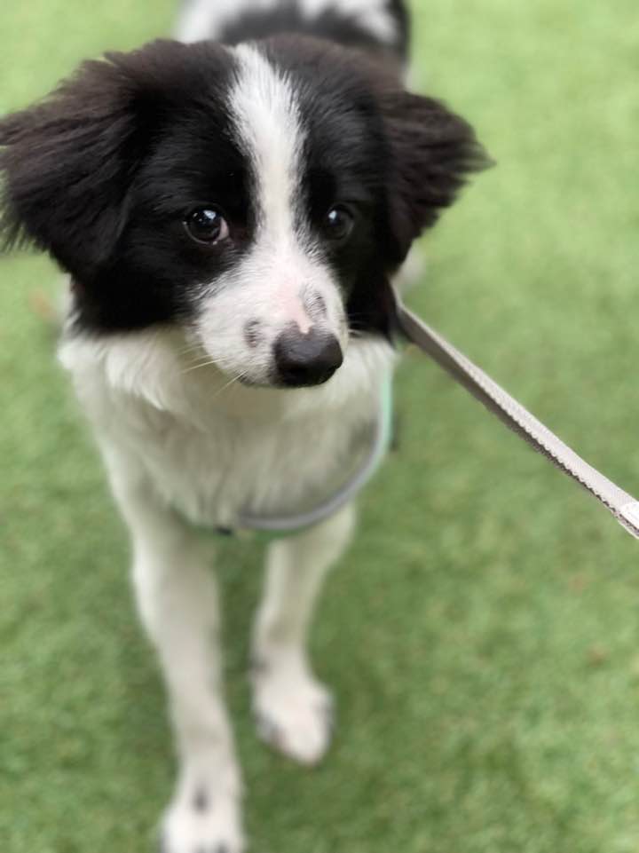 양주에서 온 라이카 근황입니다~!