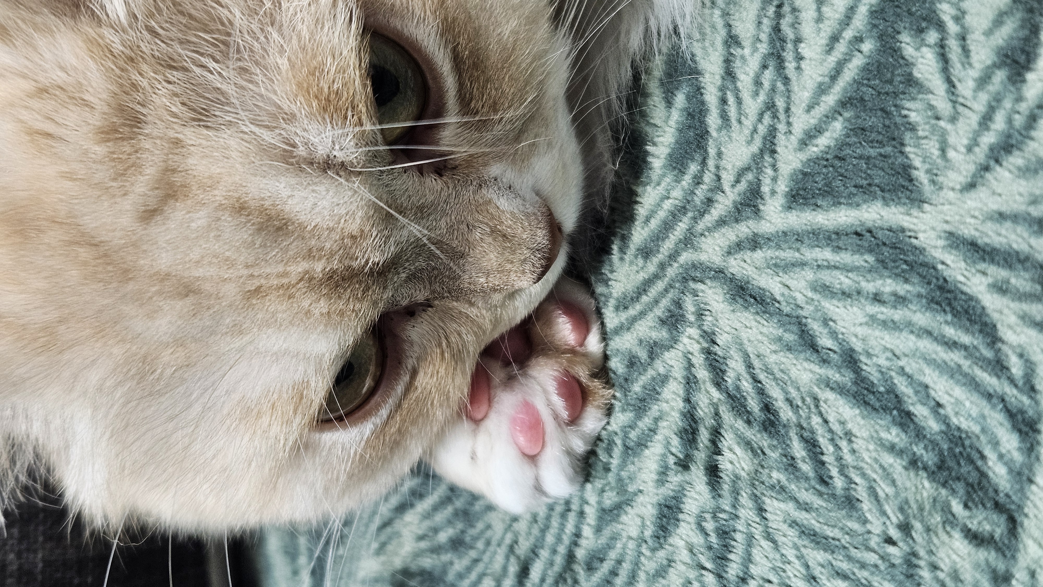 구 먼치 현 르네. 가족 된지 2년이 되었어요!