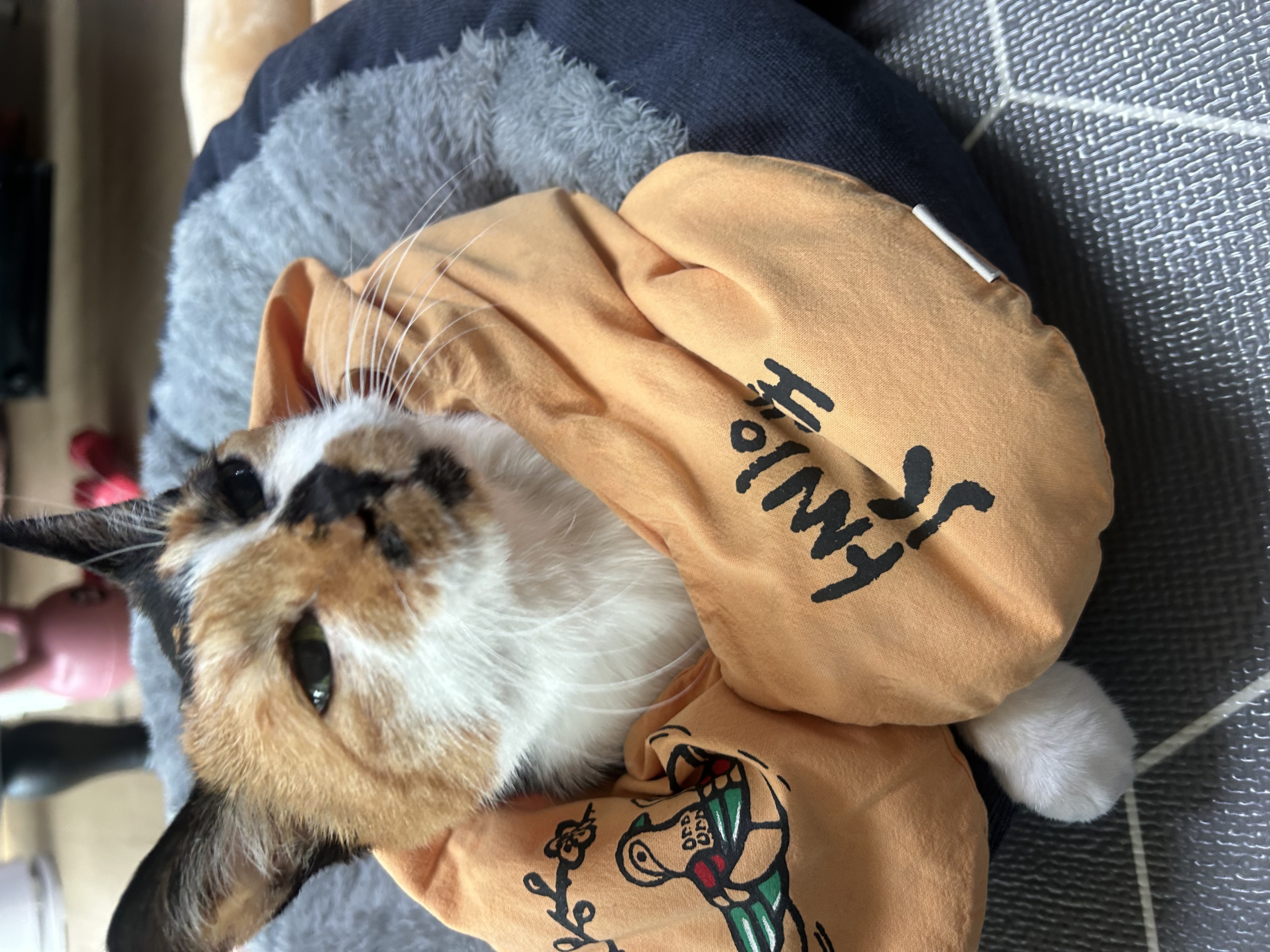 달이(달냥이) 가 벌써 석달째