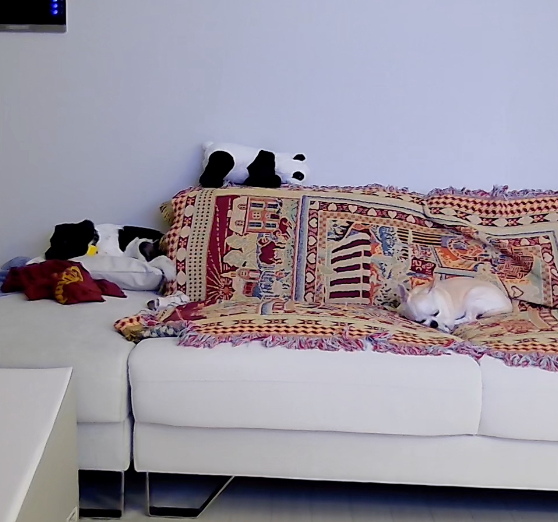 새숨이 입양전제 임시보호 1주일차 후기