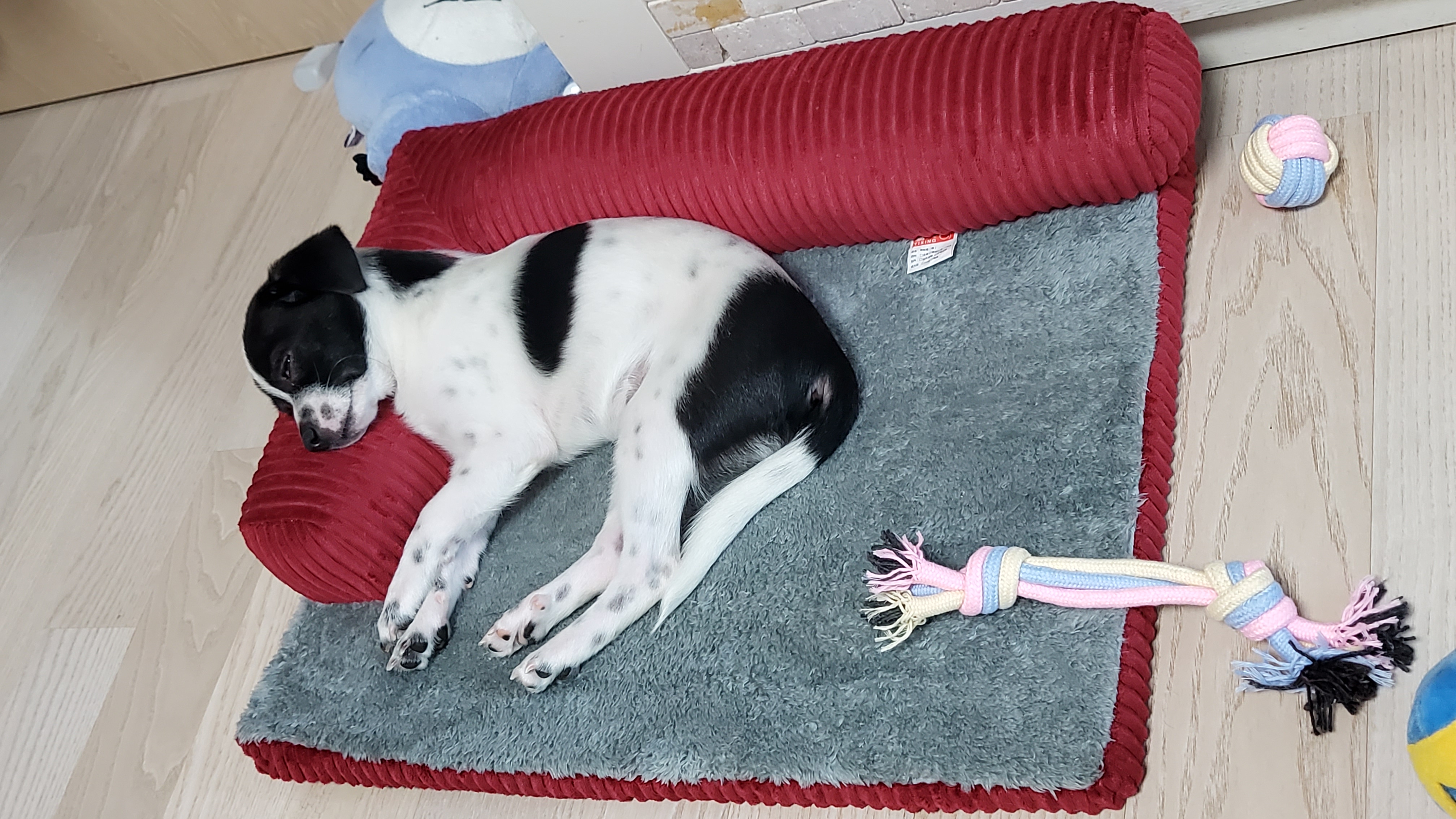 마루(모투)첫나들이