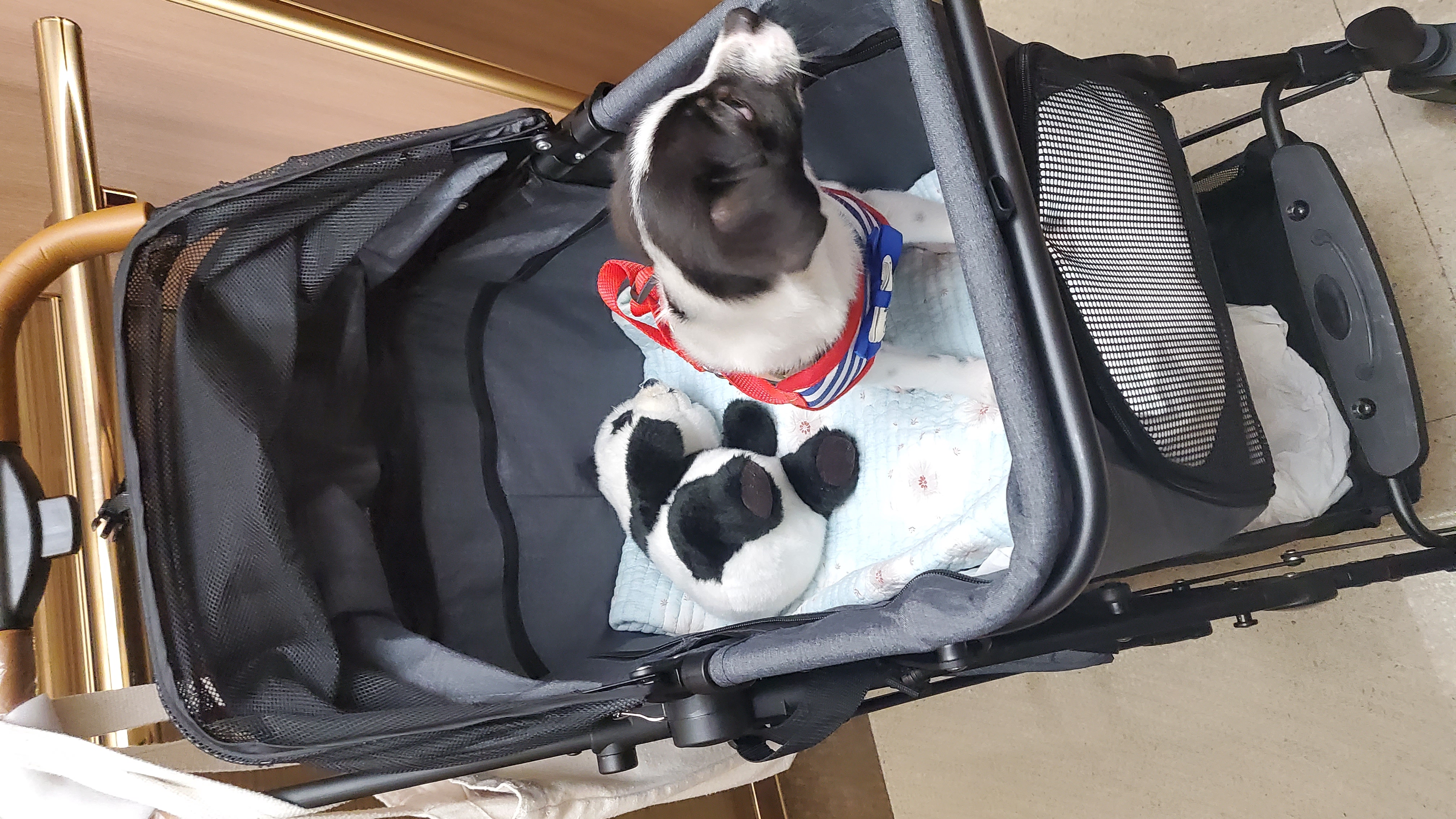 마루(모투)첫나들이