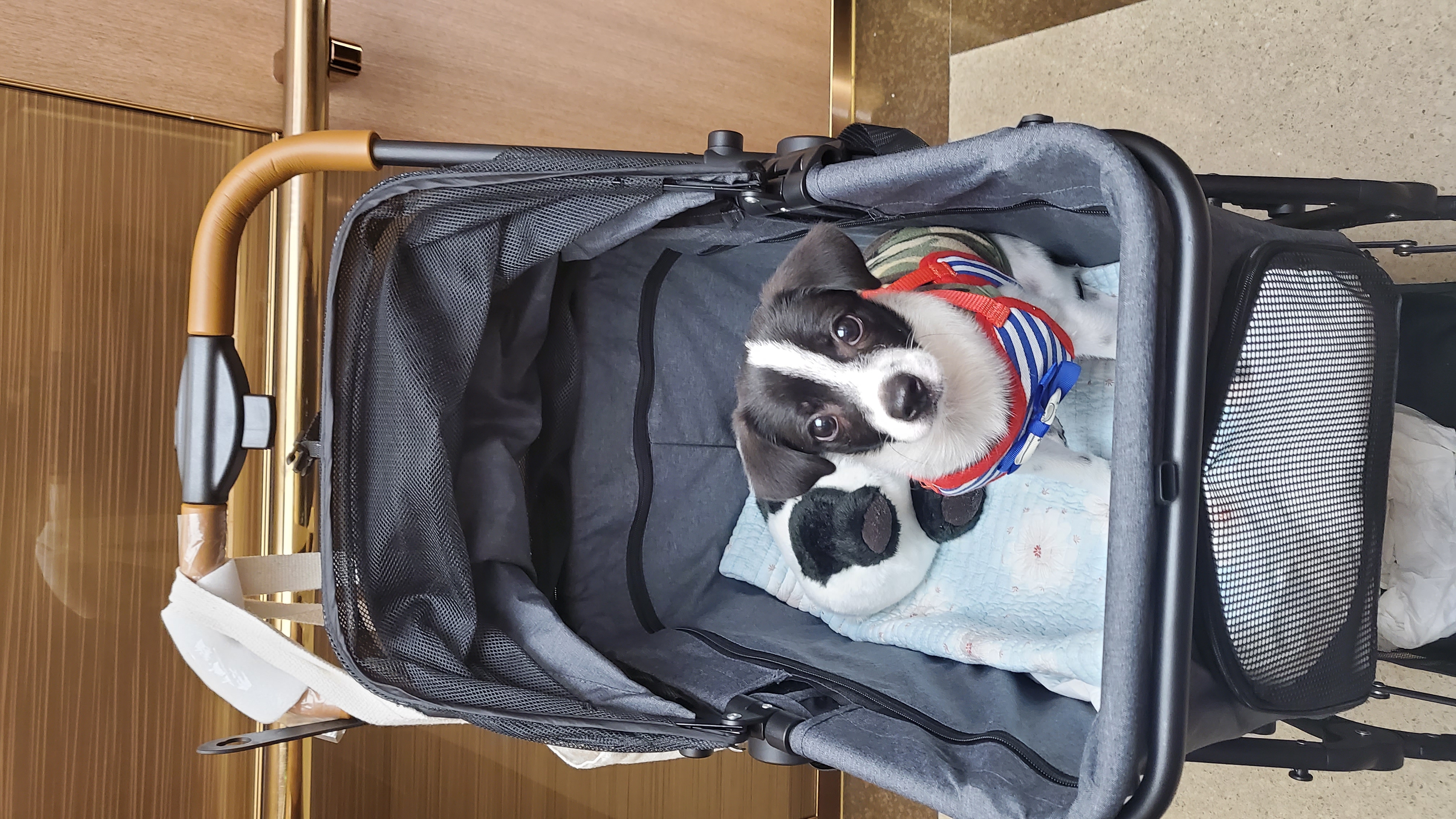 마루(모투)첫나들이