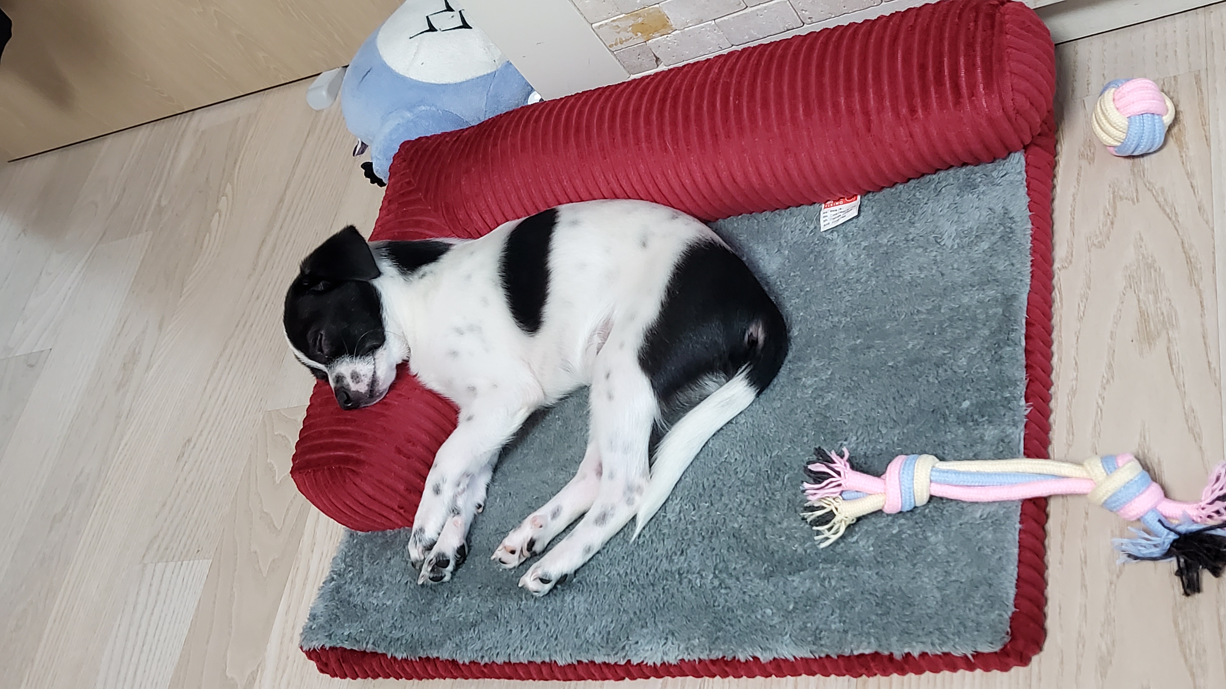 마루(모투)첫나들이