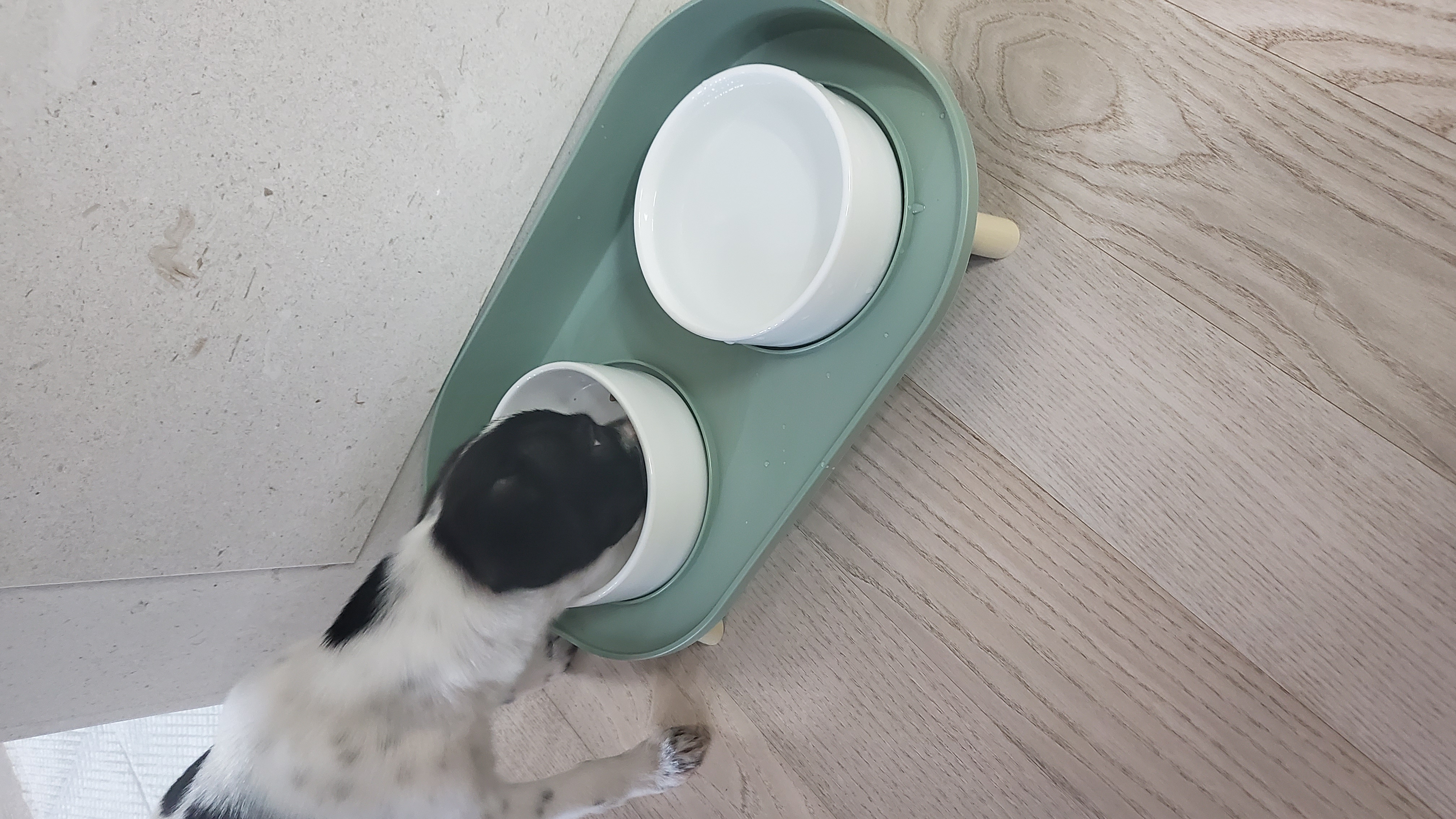 마루(모투)첫나들이