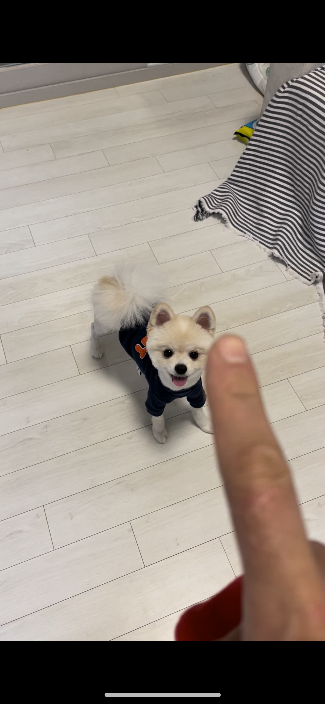 용식이(송오) 입양이야기!