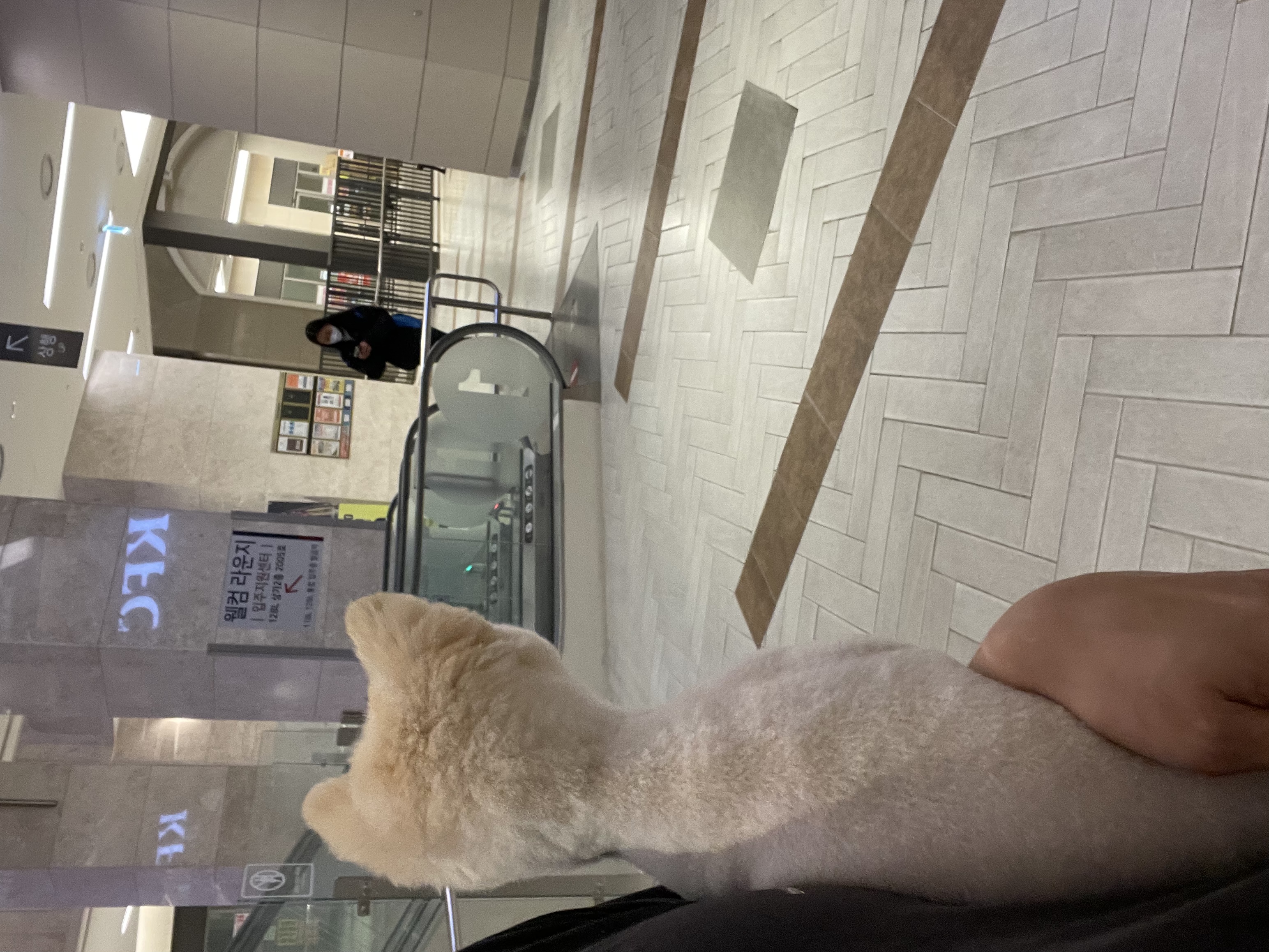 용식이(송오) 입양이야기!