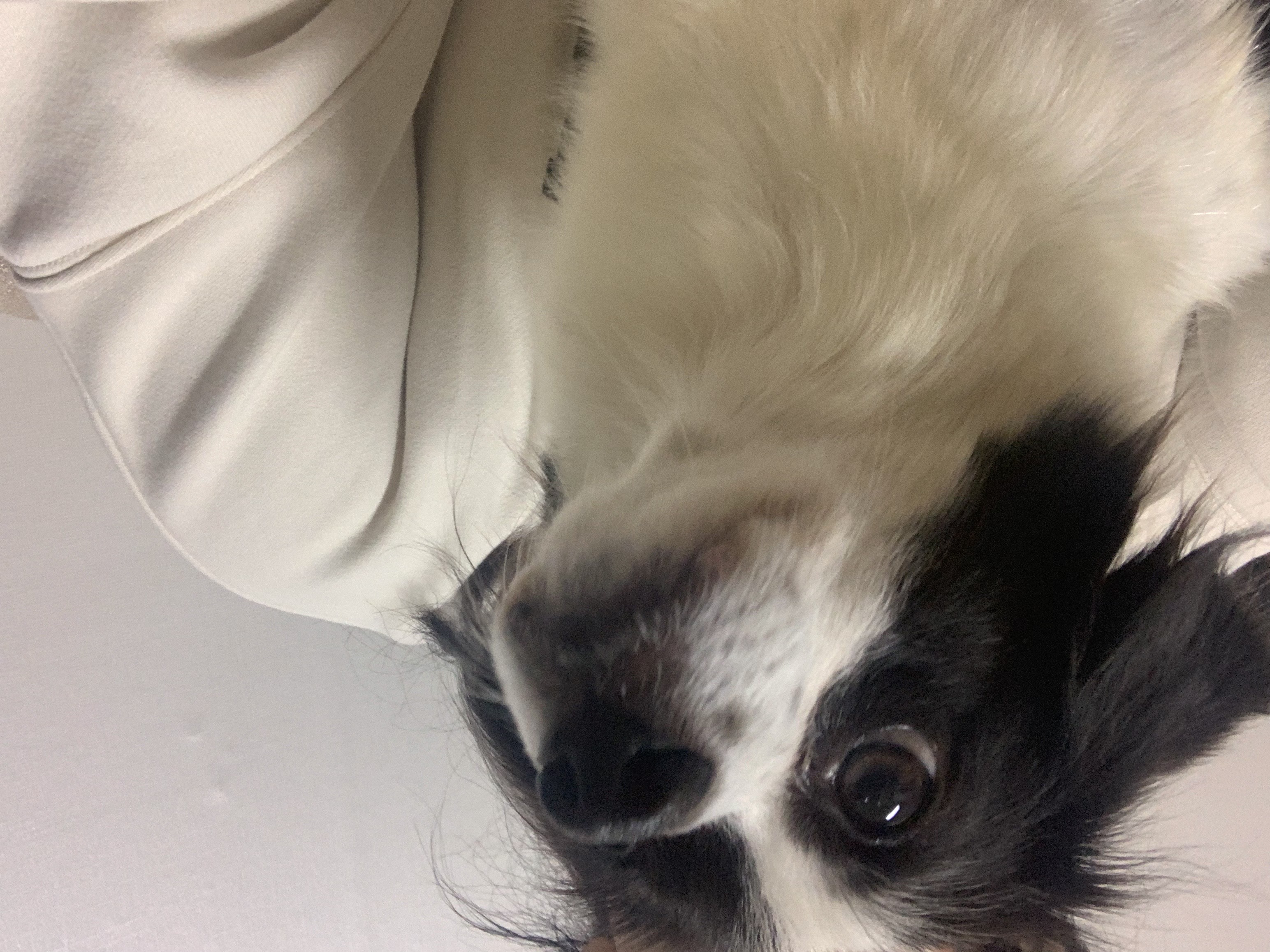 시유(모네) 입양 2주차 입니다 :)