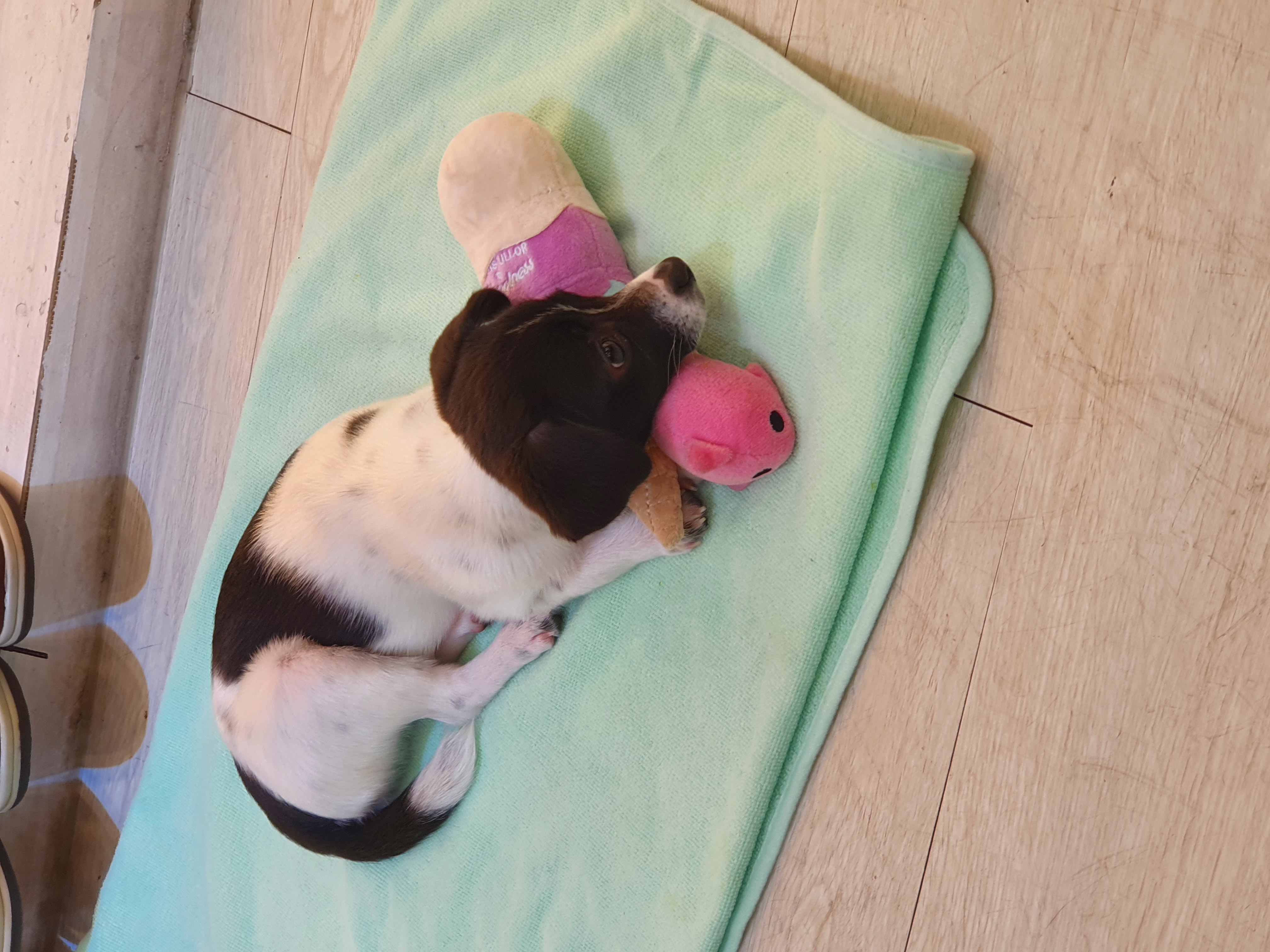 하니(모원)5주차