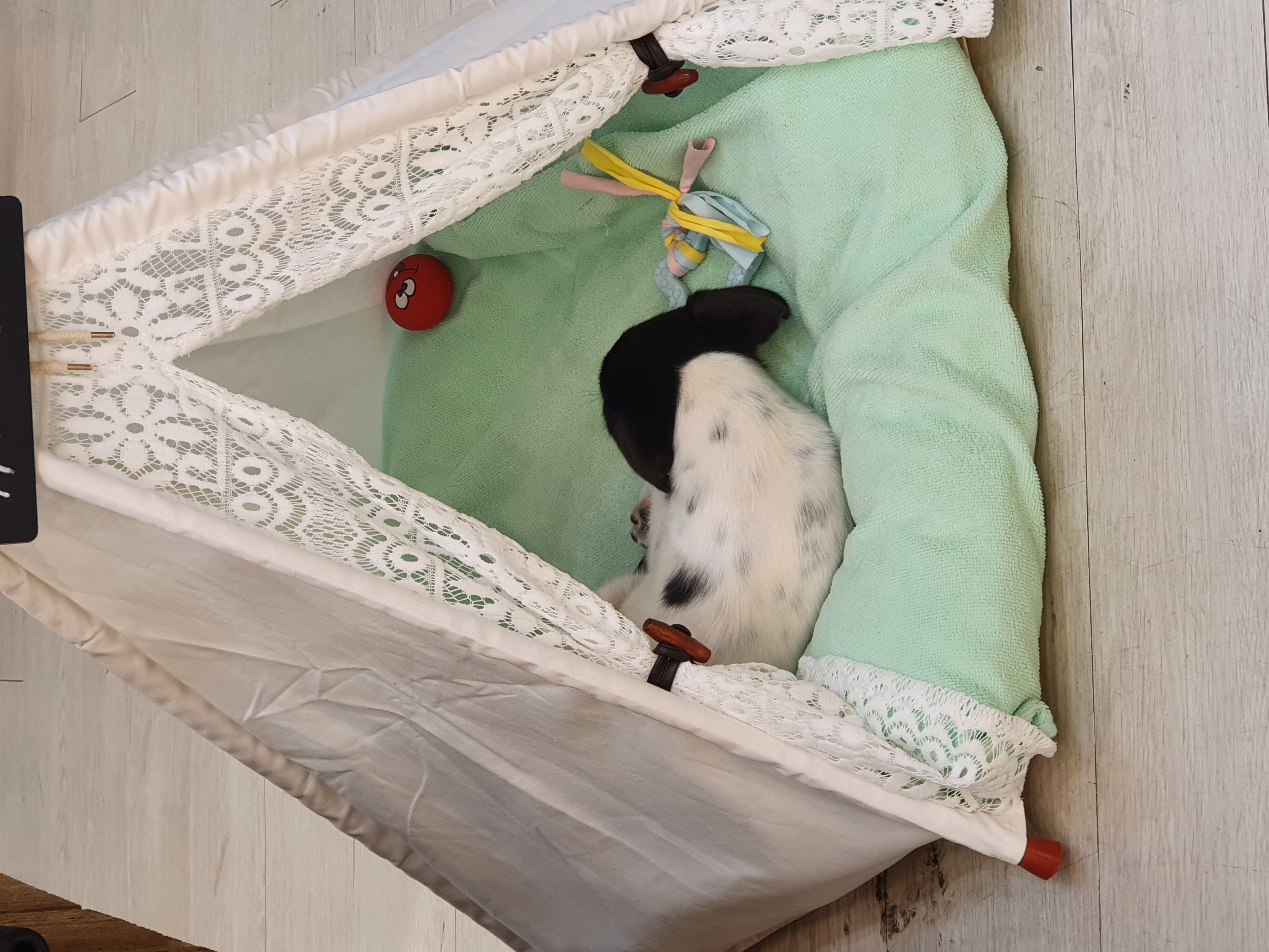 하니(모원)5주차