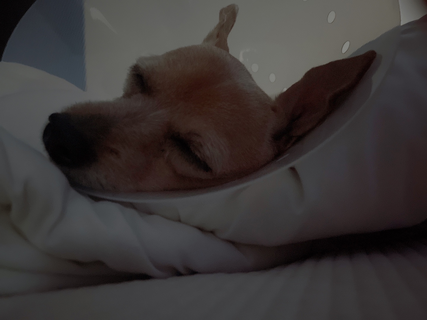 다솜이 (지지) 근황 올려요. 