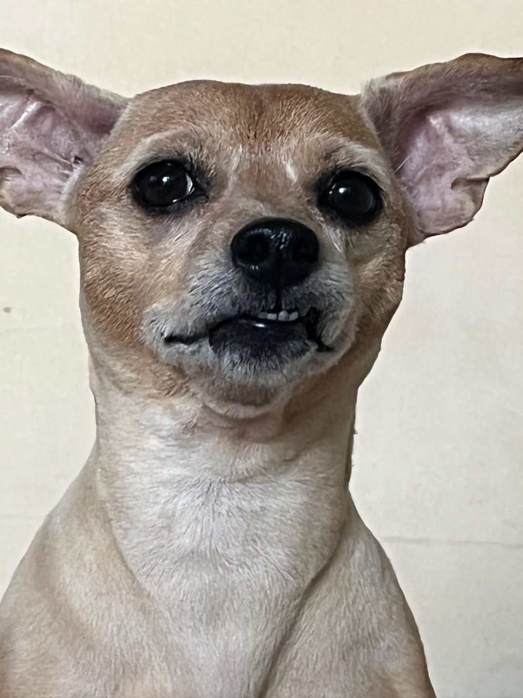 다솜이 (지지) 근황 올려요. 