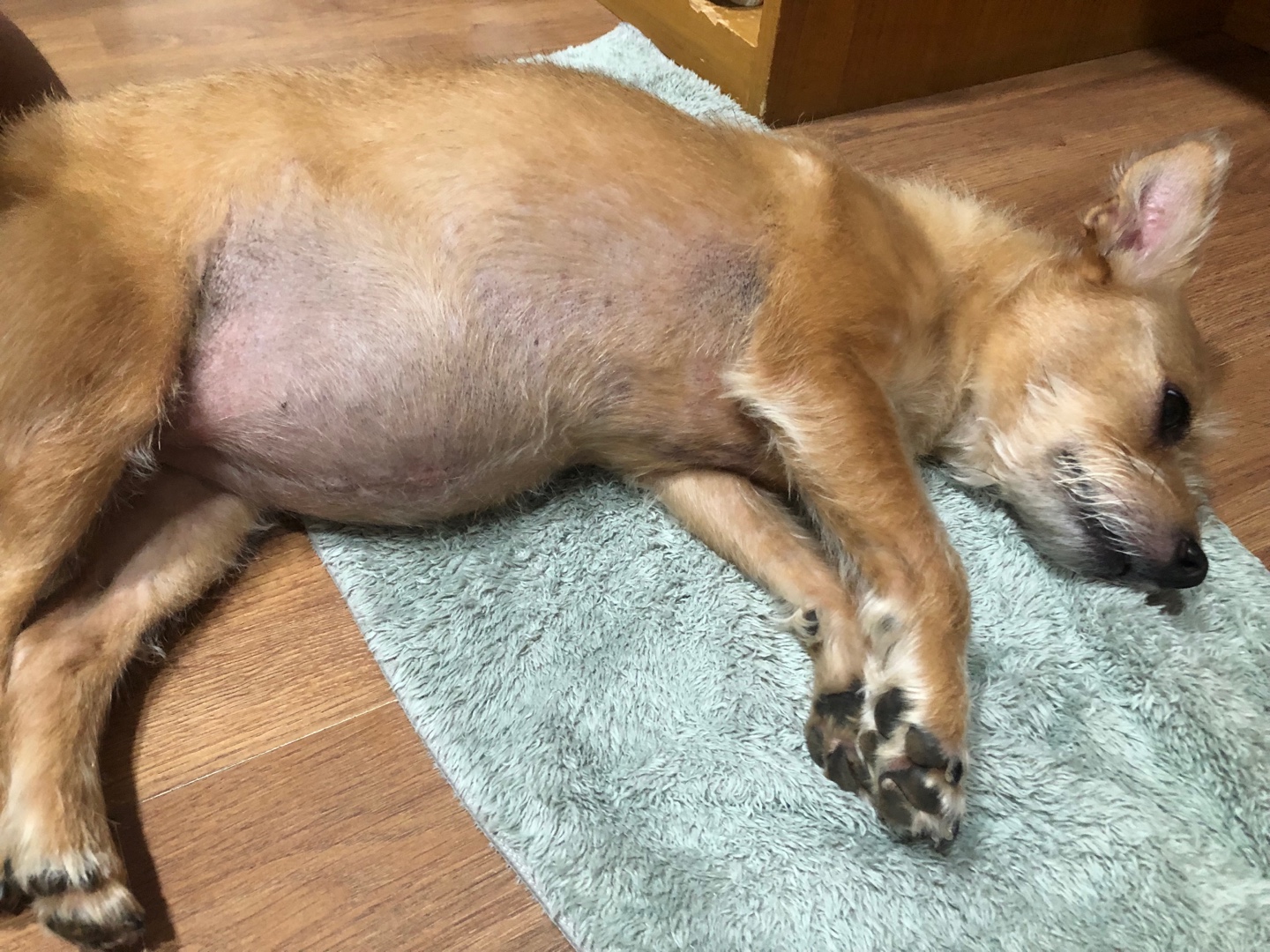 다솜이 (지지) 근황 올려요. 