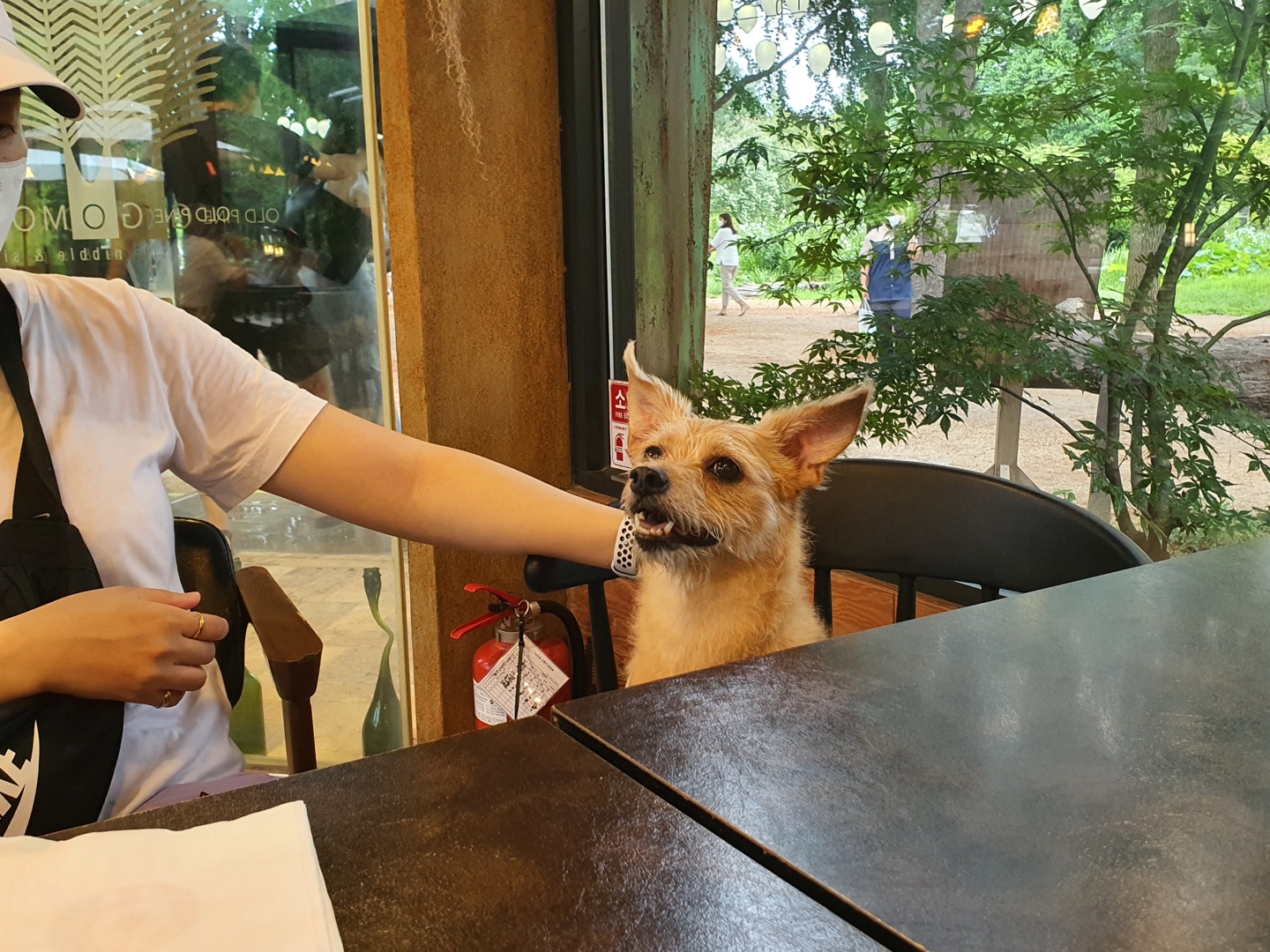 다솜이 (지지) 근황 올려요. 