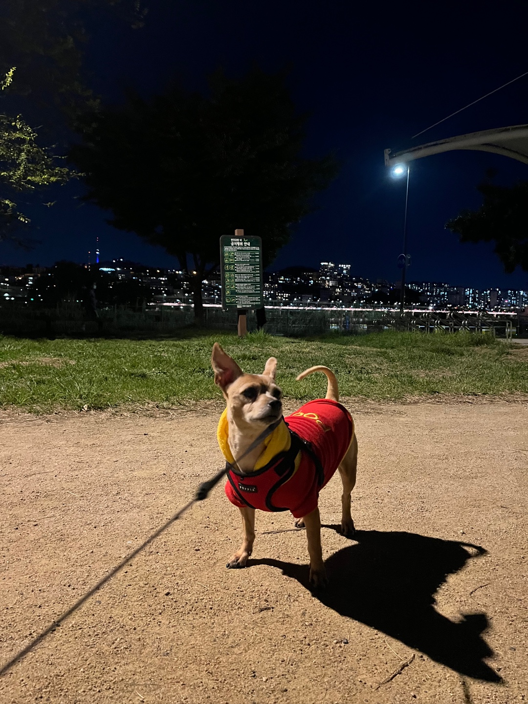 다솜이 (지지) 근황 올려요. 