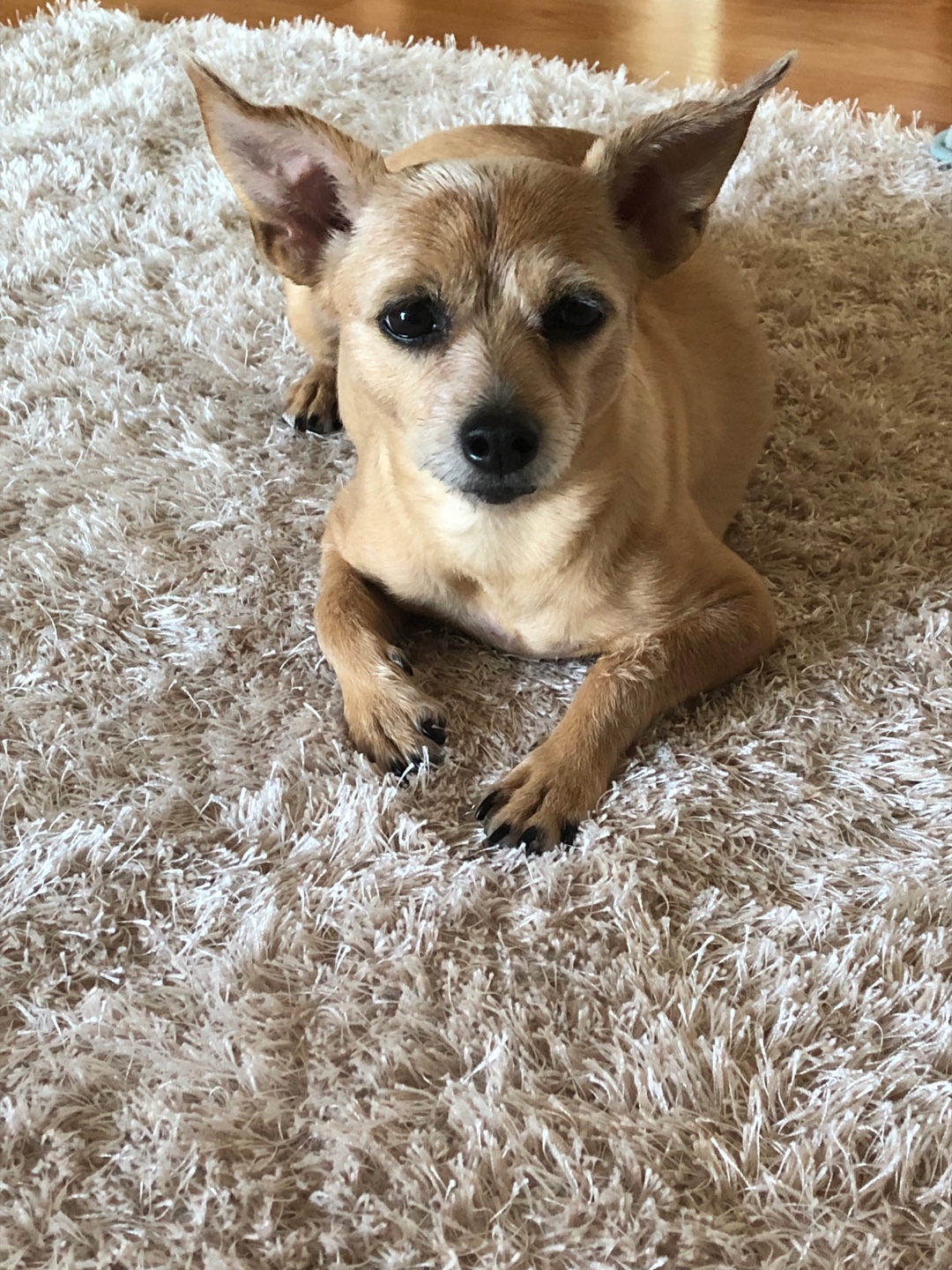 다솜이 (지지) 근황 올려요. 