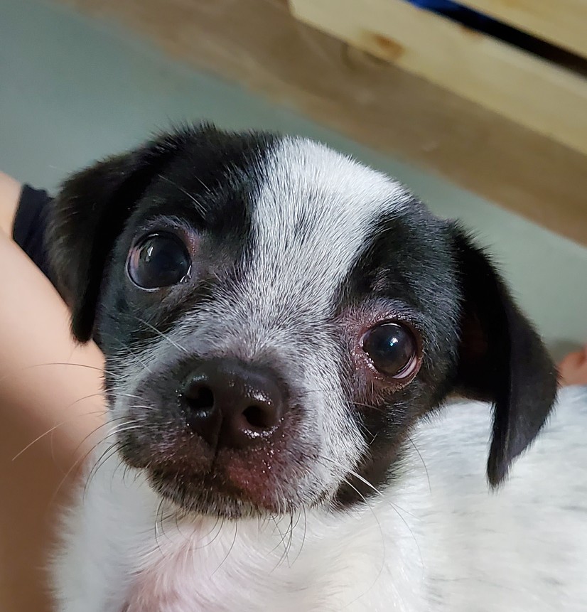 전)딸랑이, 후)사랑이 입양후기 (일주일)