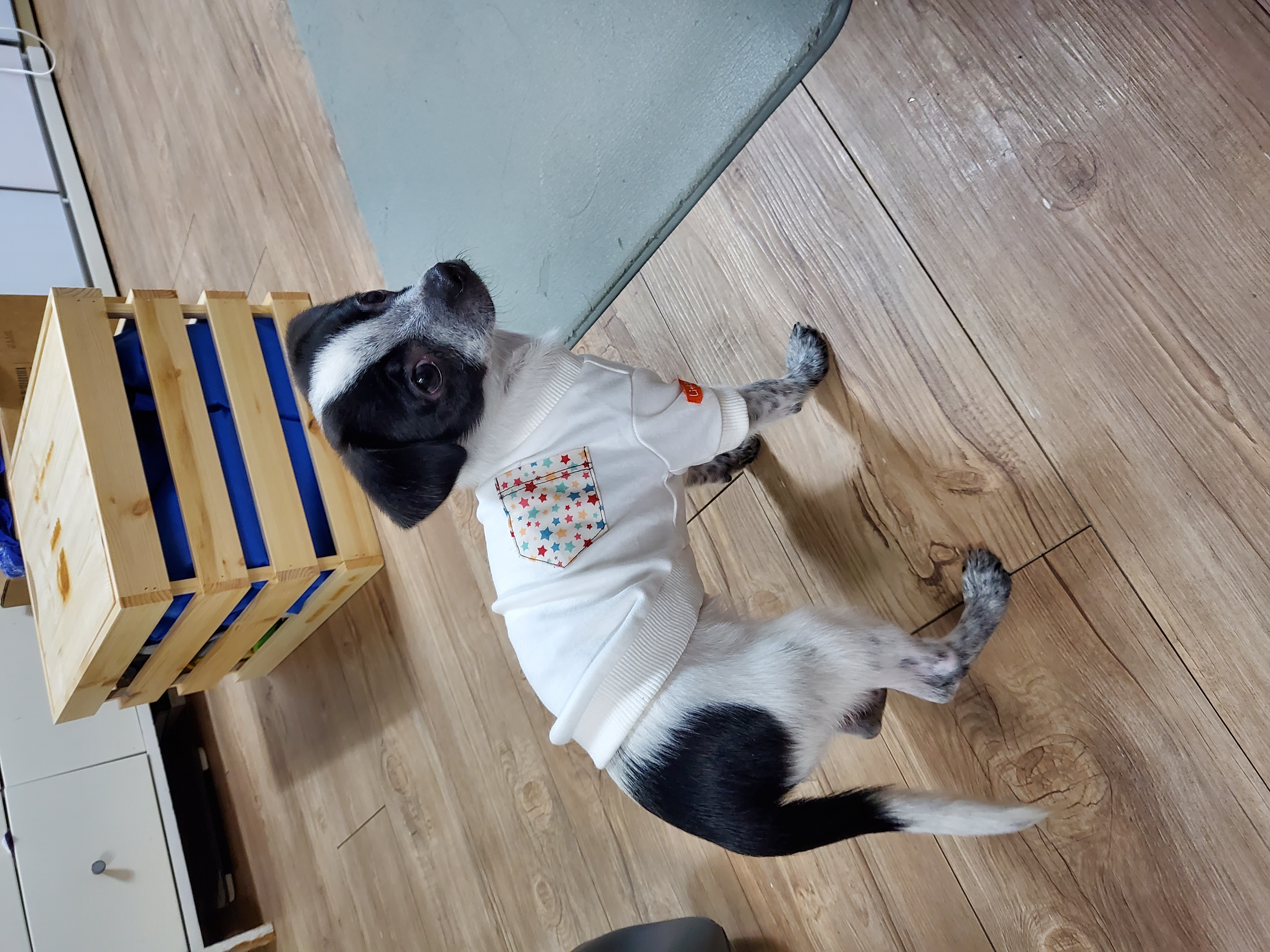 전)딸랑이, 후)사랑이 입양후기 (일주일)