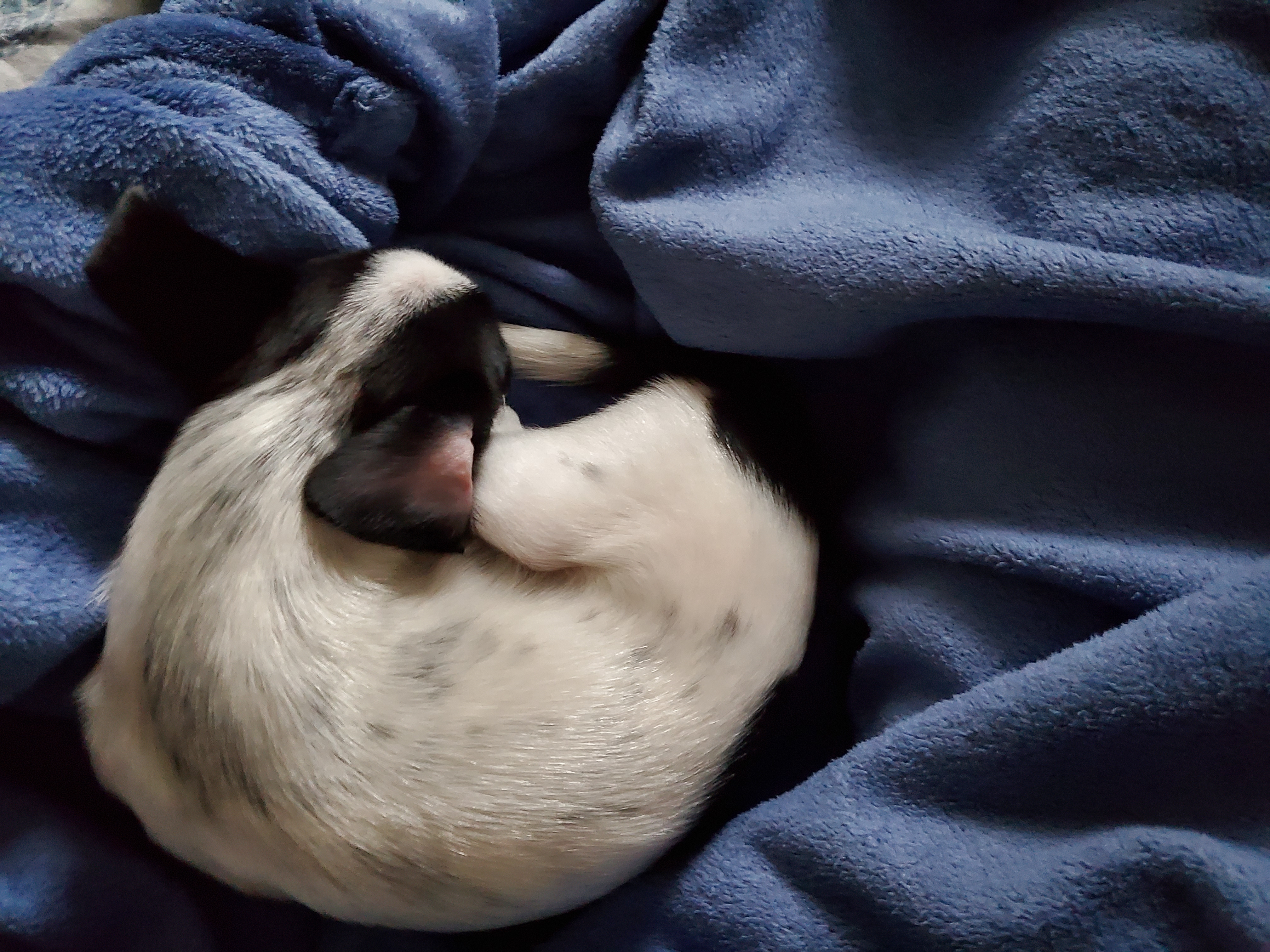 전)딸랑이, 후)사랑이 입양후기 (일주일)