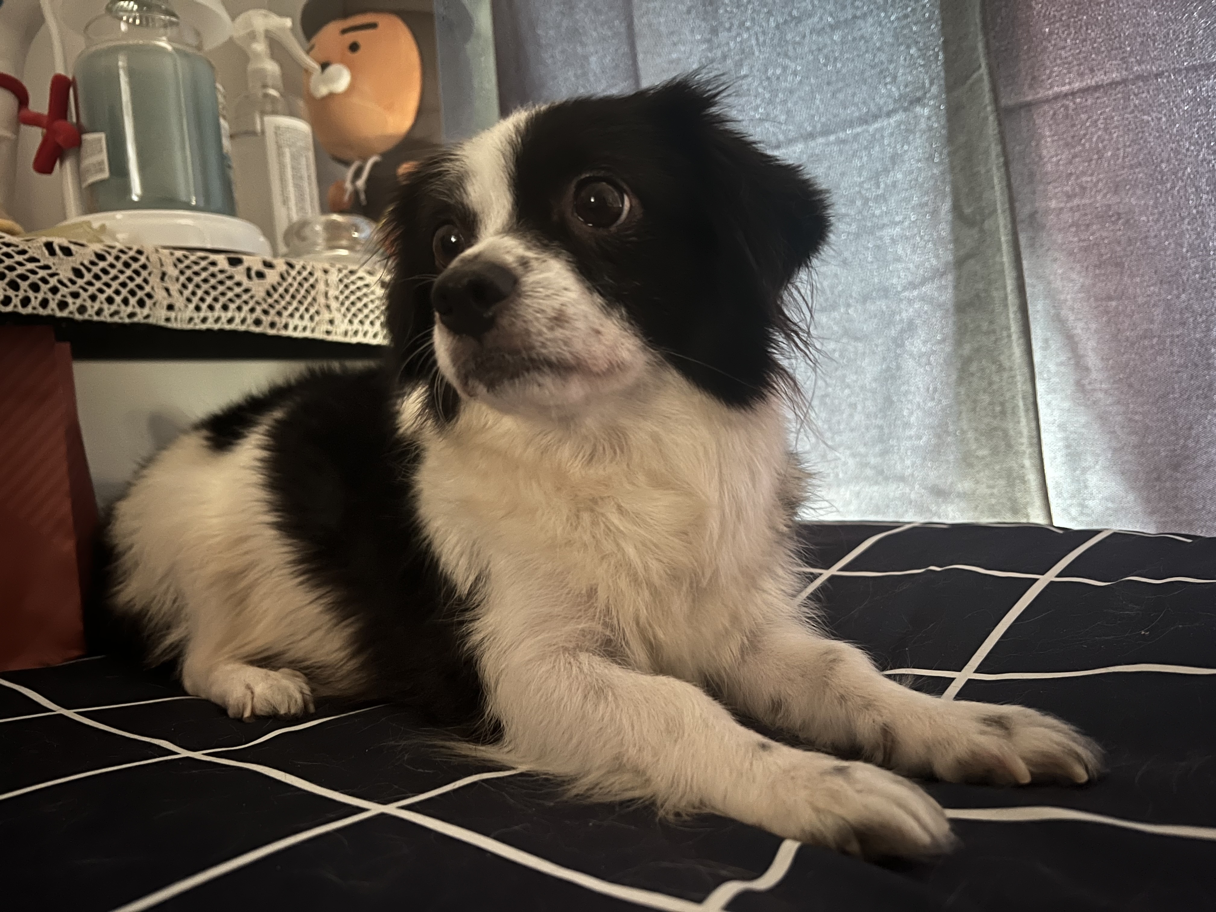 시유 오늘 첫 목욕했어요~~