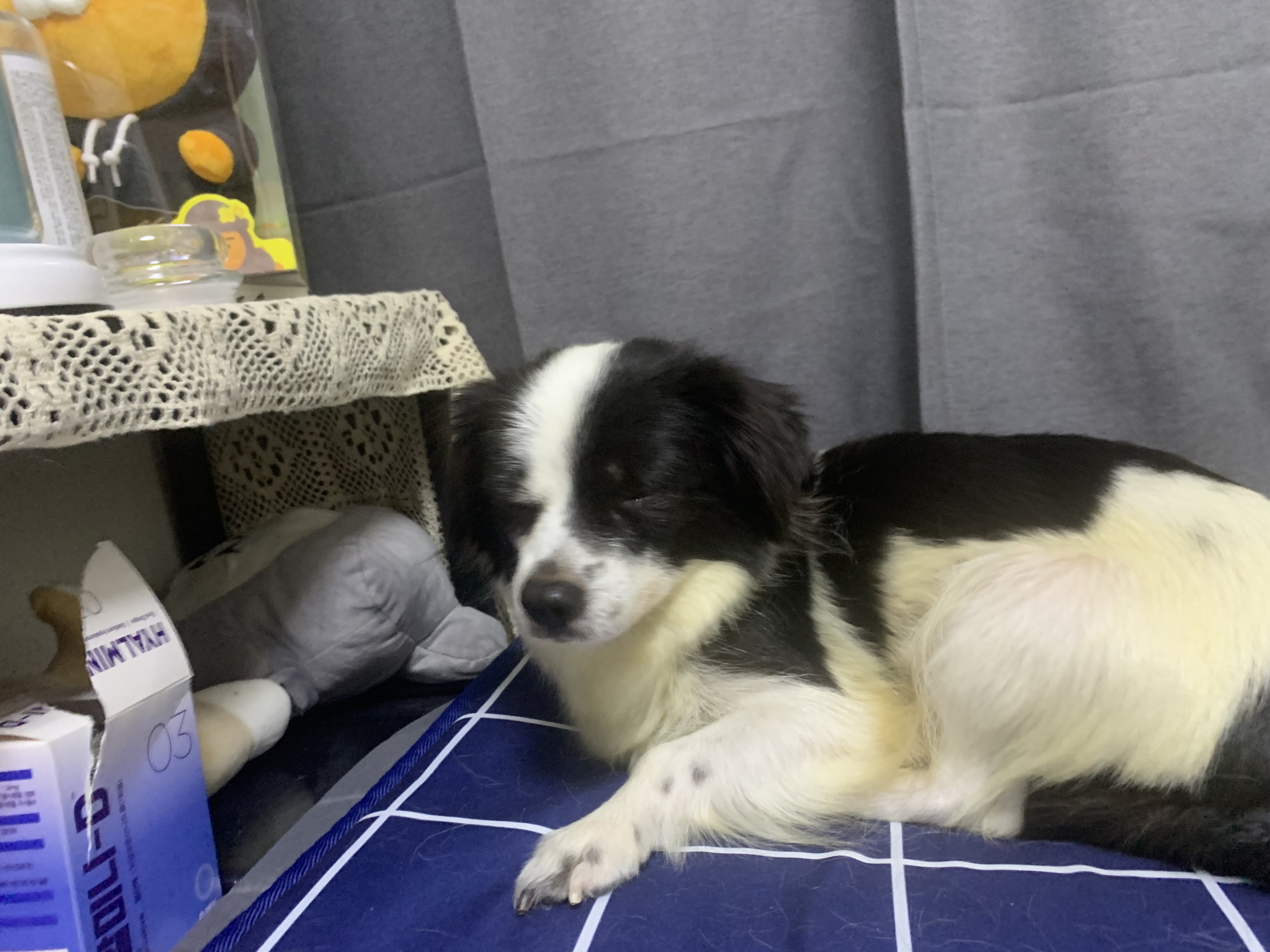 시유 오늘 첫 목욕했어요~~