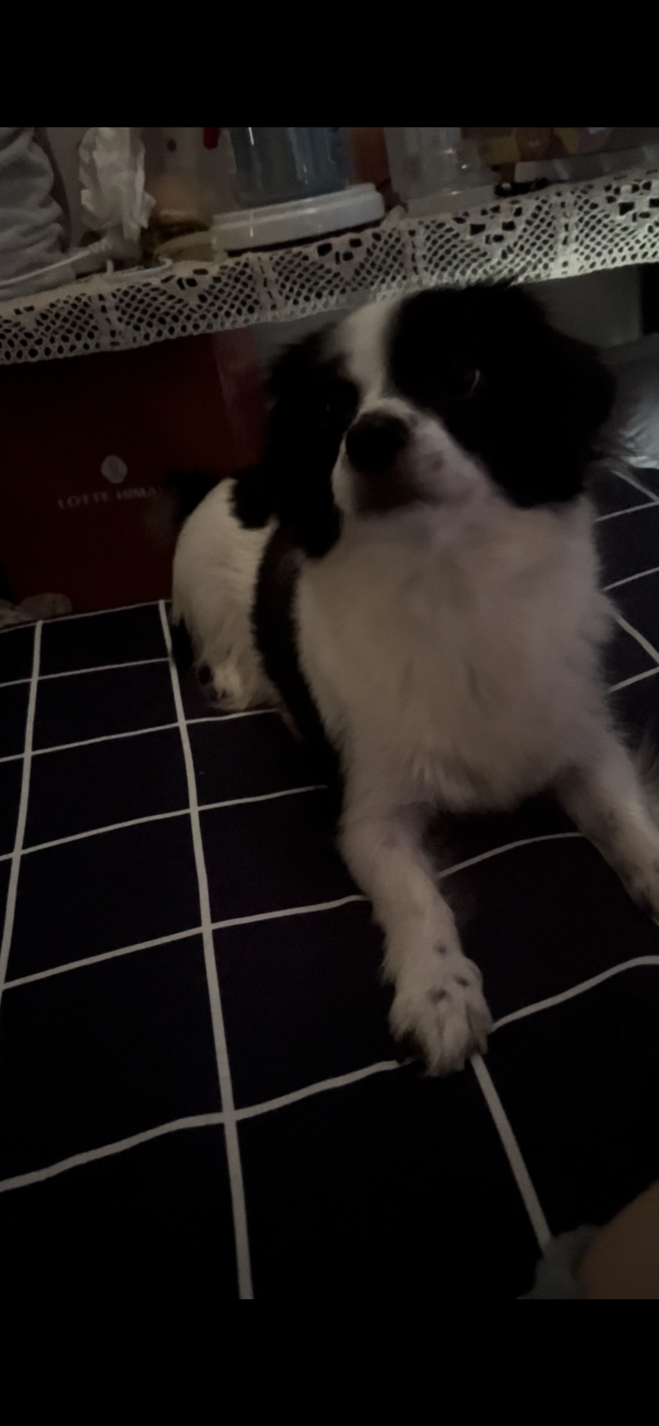 시유 오늘 첫 목욕했어요~~