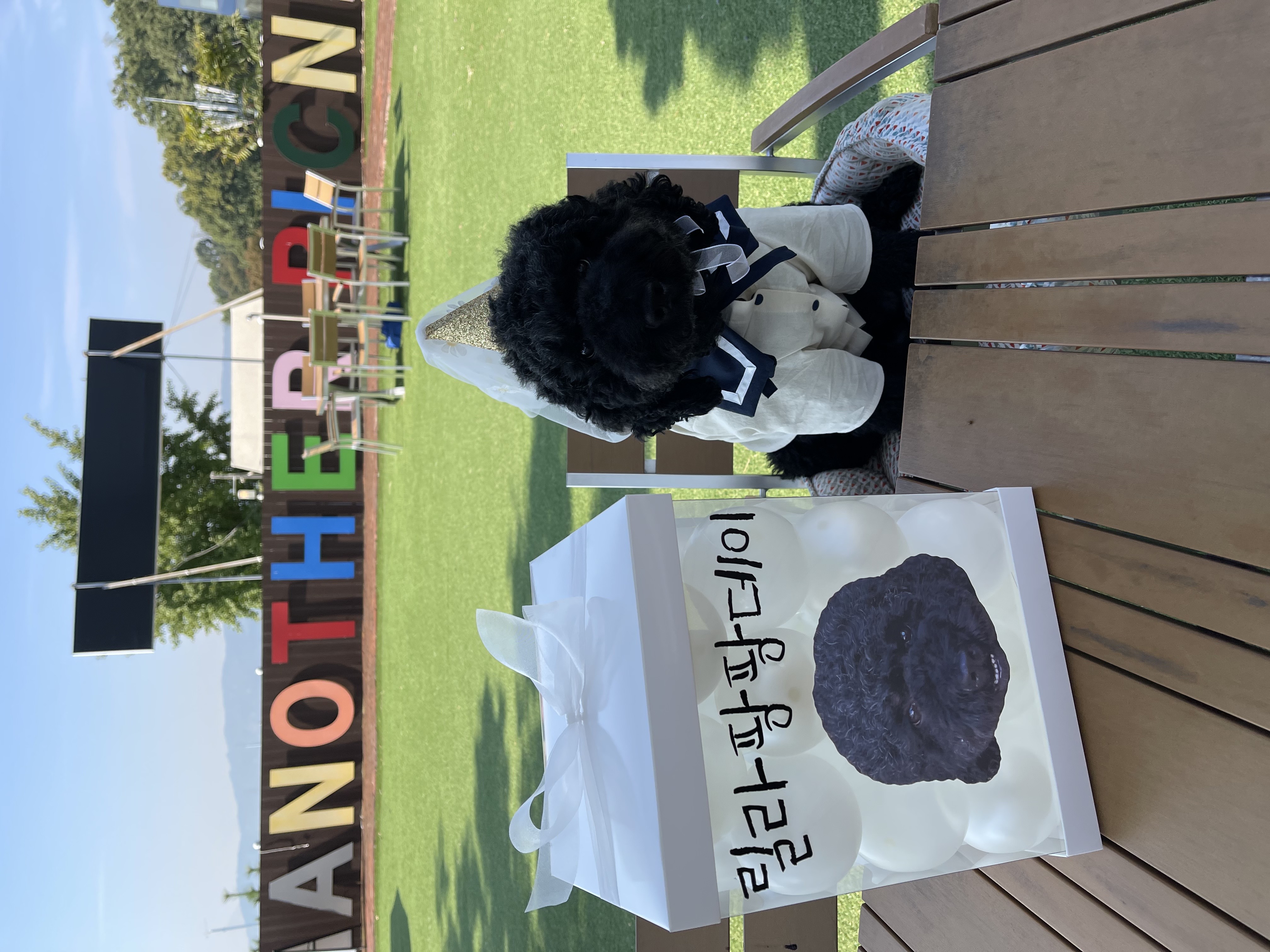 고양시 불법번식장 구조견 헤라1년후 이야기