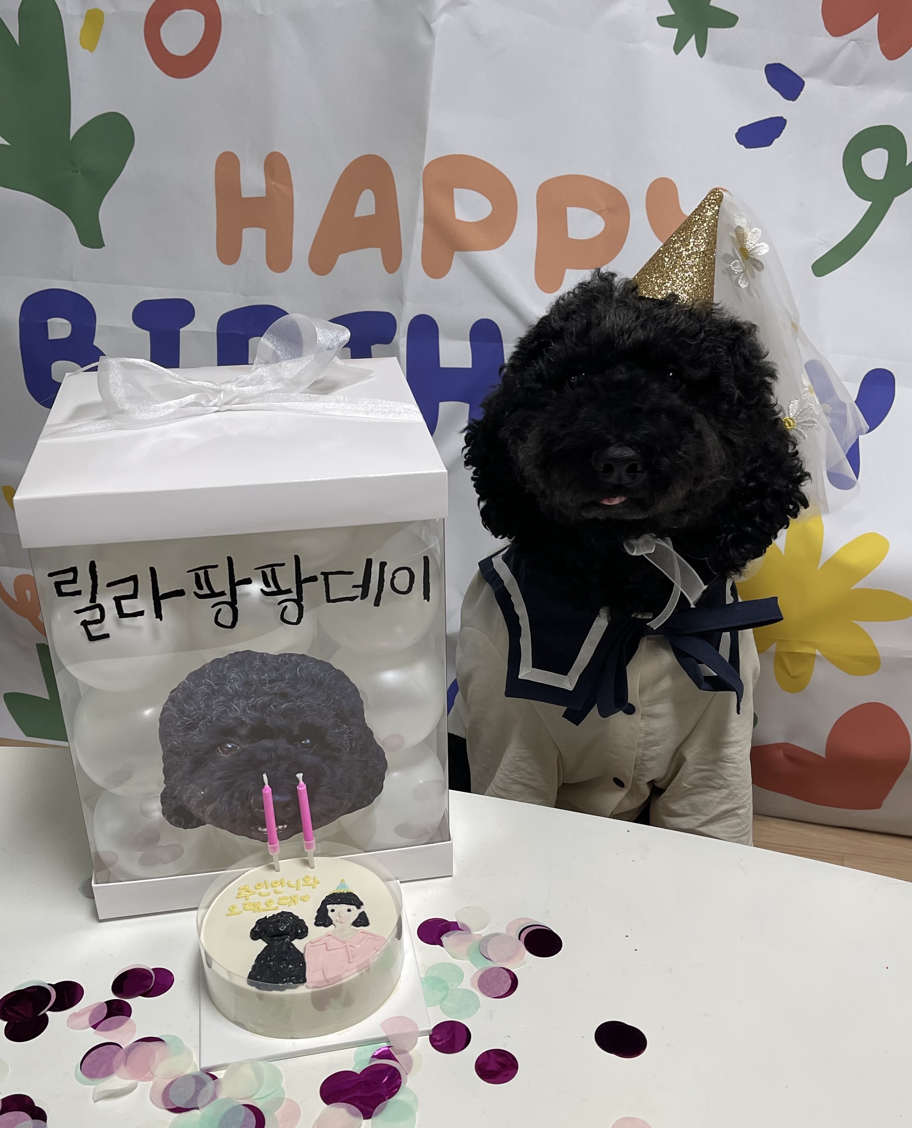 고양시 불법번식장 구조견 헤라1년후 이야기