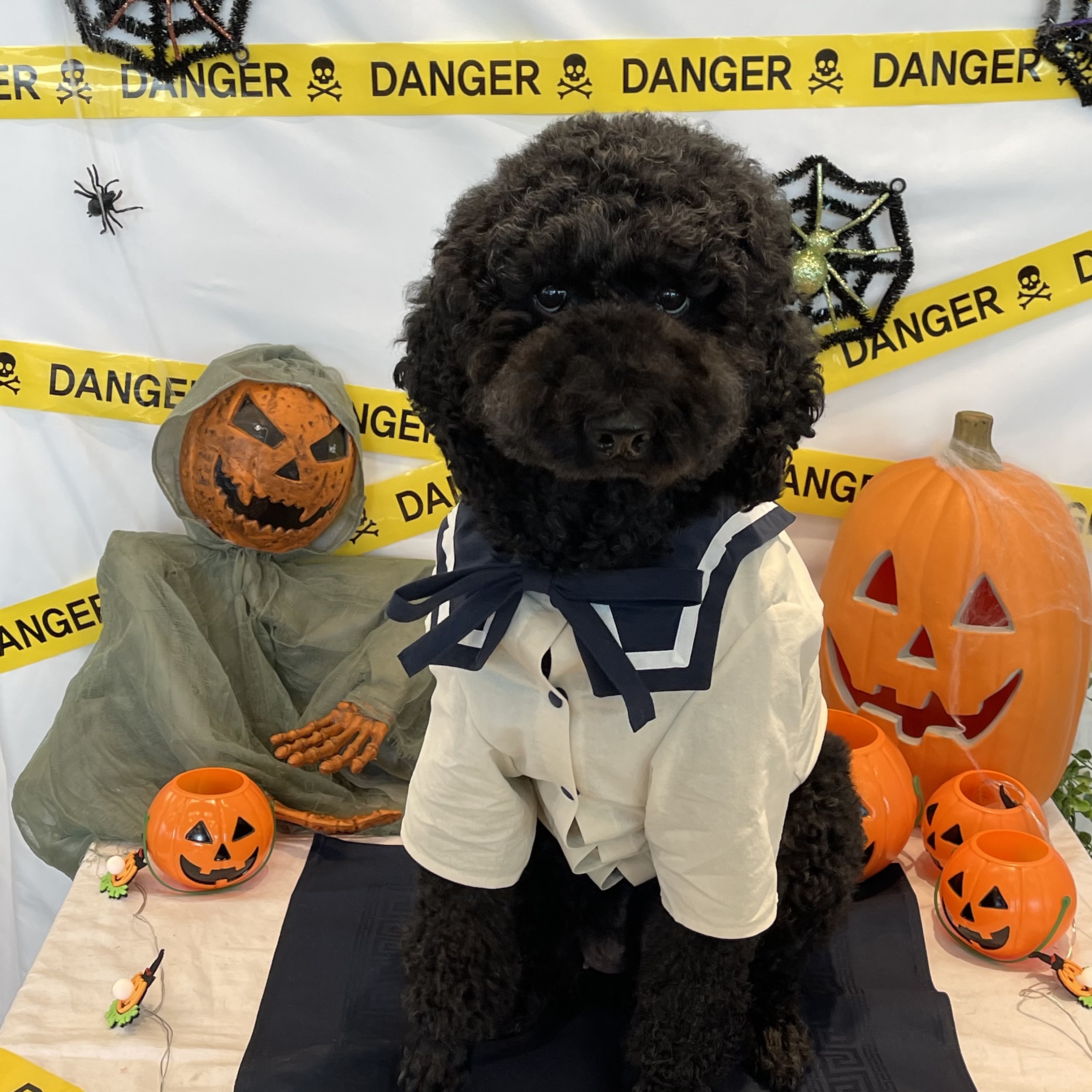 고양시 불법번식장 구조견 헤라1년후 이야기