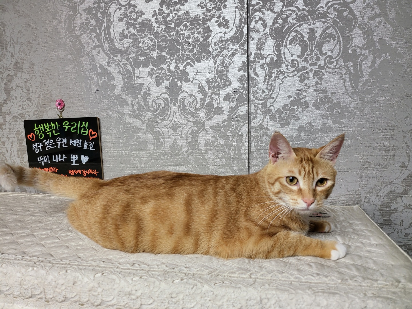 뚜비, 나나, 뽀 입양 1주년