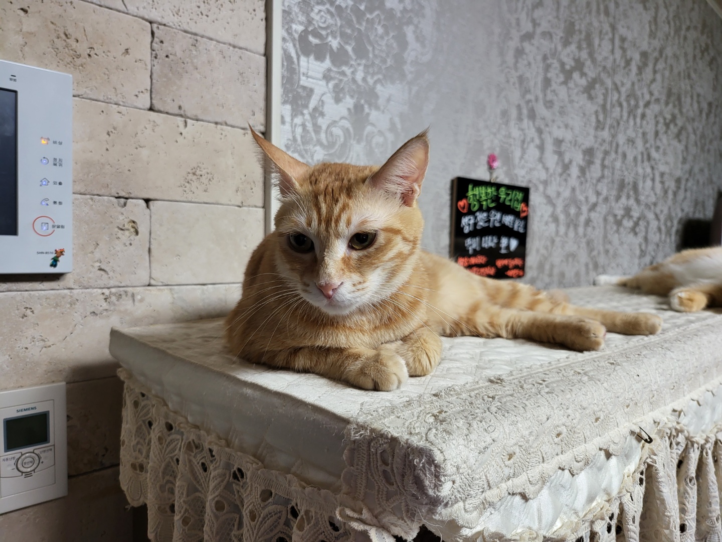 뚜비, 나나, 뽀 입양 1주년