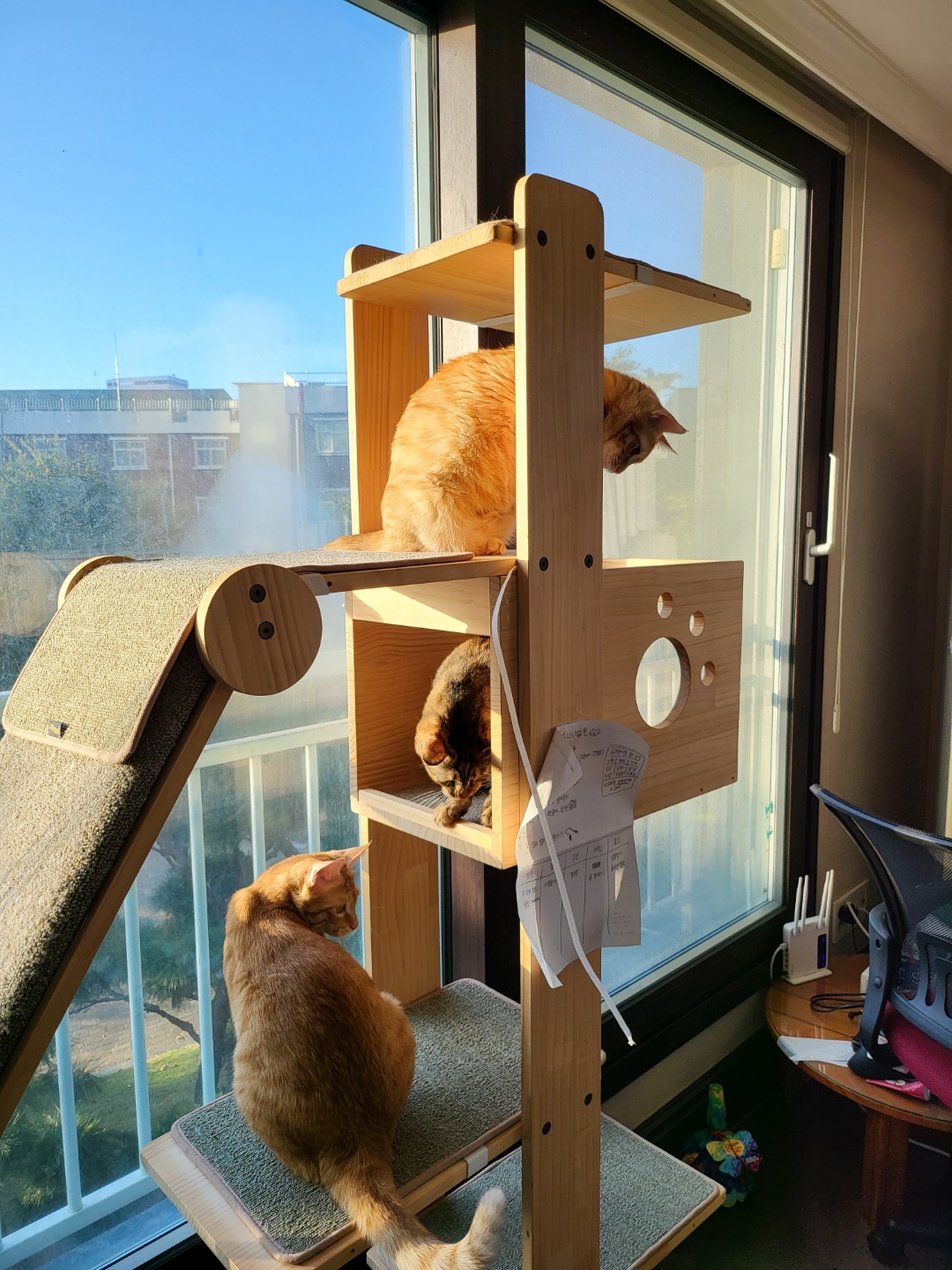 뚜비, 나나, 뽀 입양 1주년