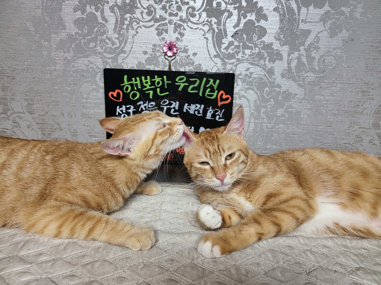 뚜비, 나나, 뽀 입양 1주년