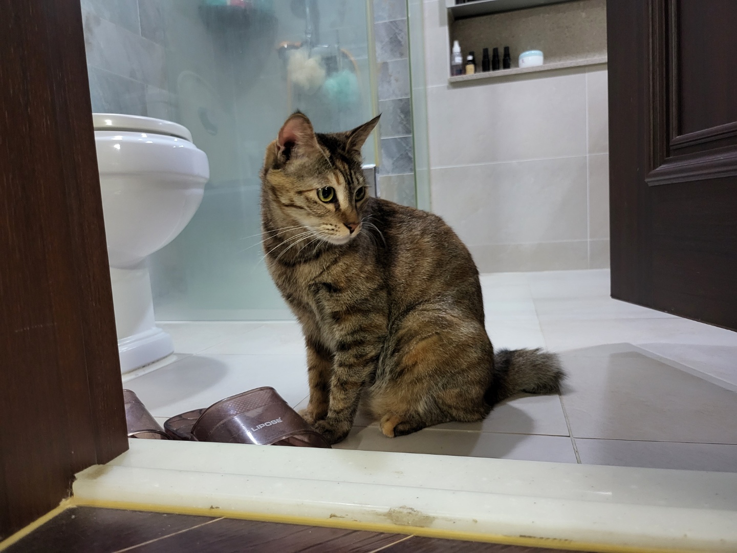 뚜비, 나나, 뽀 입양 1주년