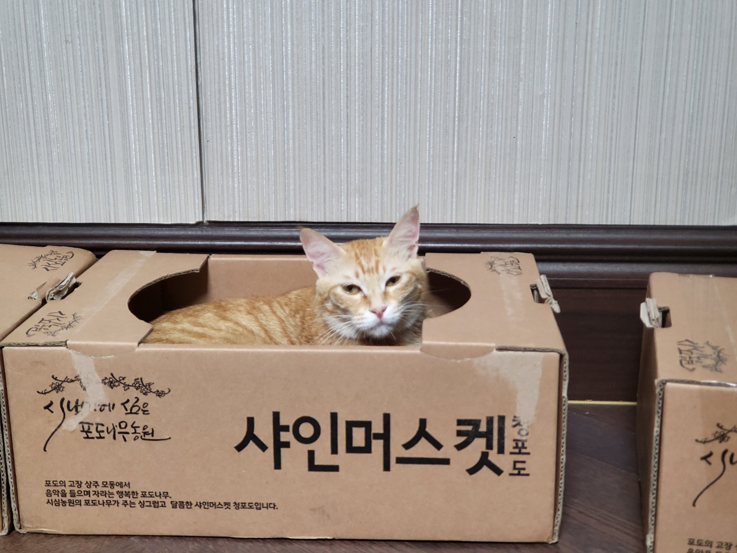 뚜비, 나나, 뽀 입양 1주년