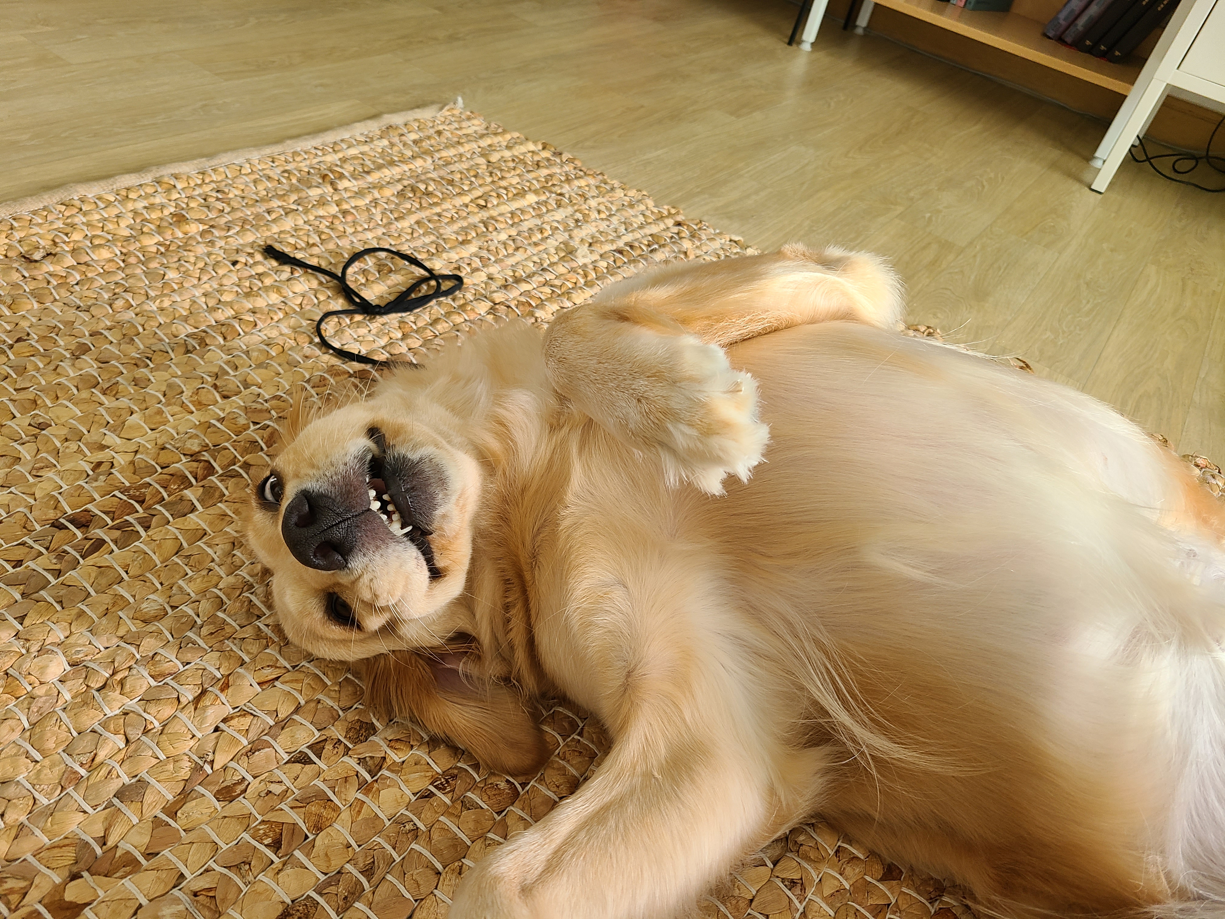 고양6번 로제와 1년입니다~